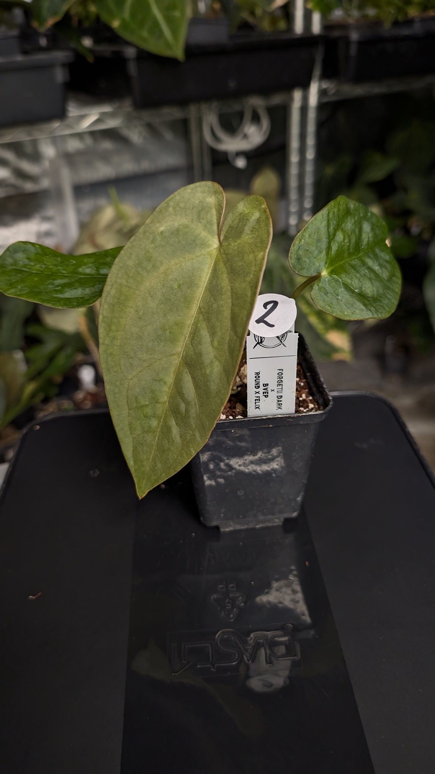 Anthurium Forgetii dark form x BVEP 'Round x Felix'