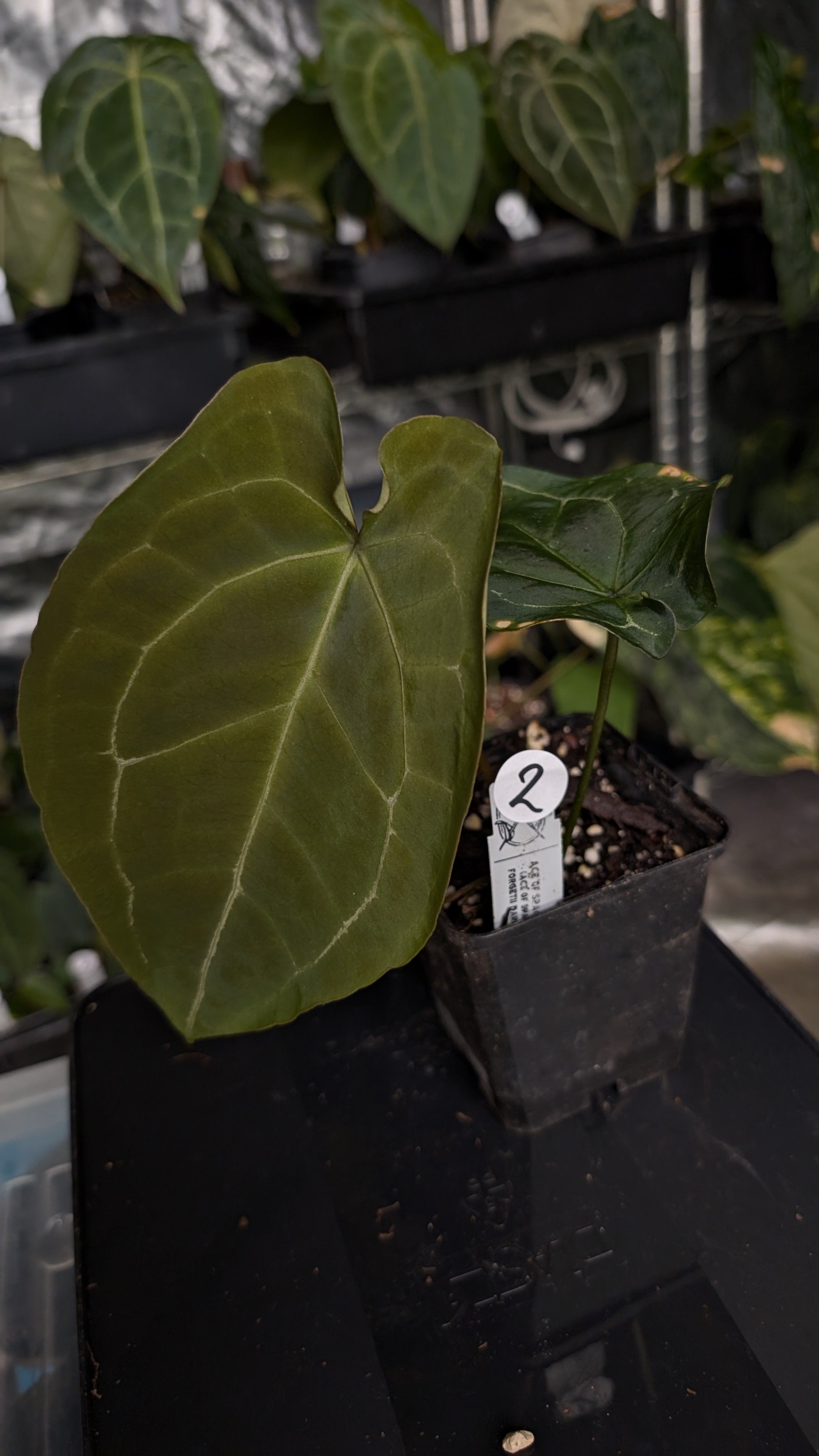 Anthurium Ace of Spagetii F2 – Curious Plants