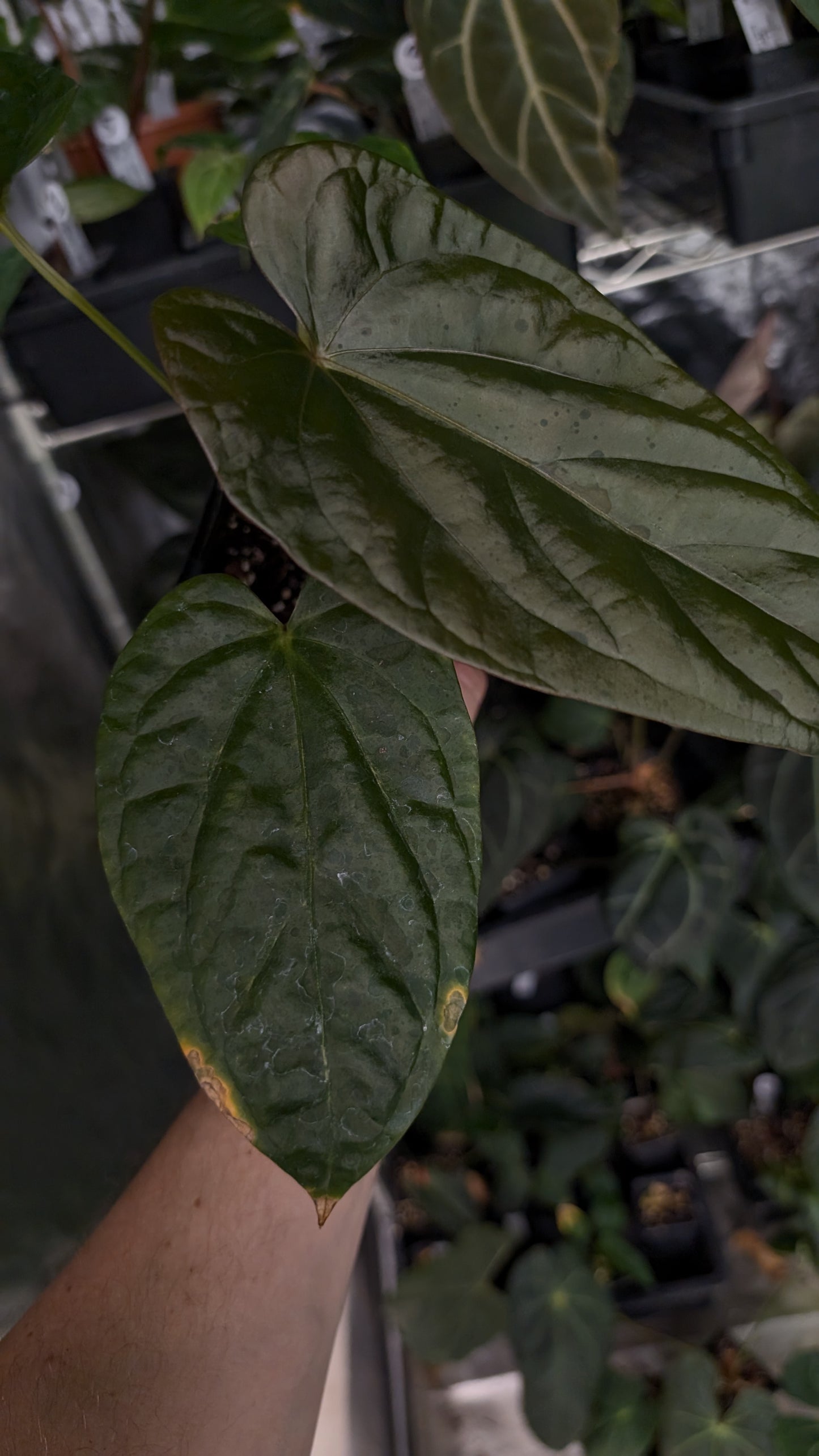 Anthurium Mr Worldwide x Debile (also sometimes called Debilis)