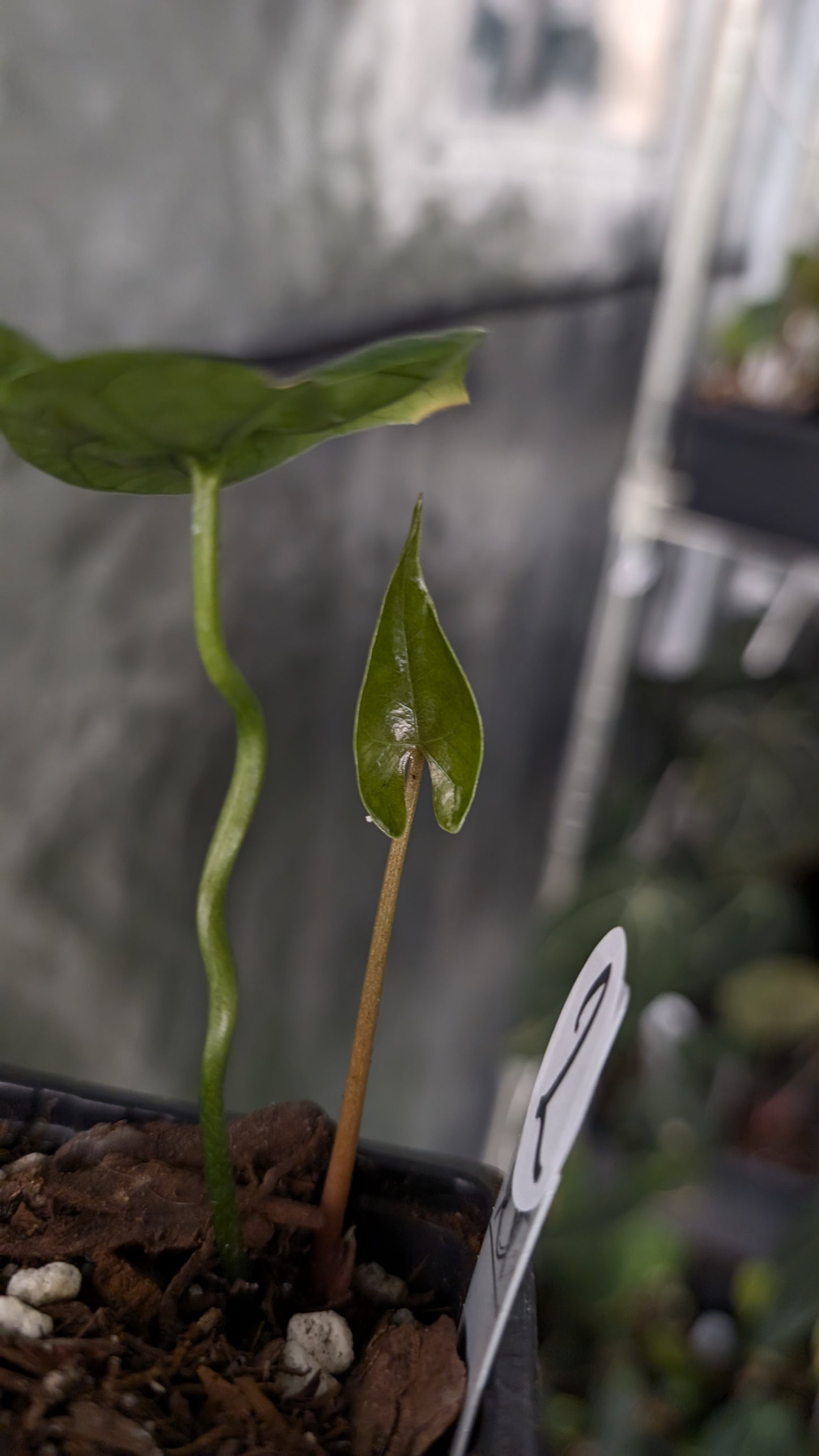 Anthurium Diabloense clone