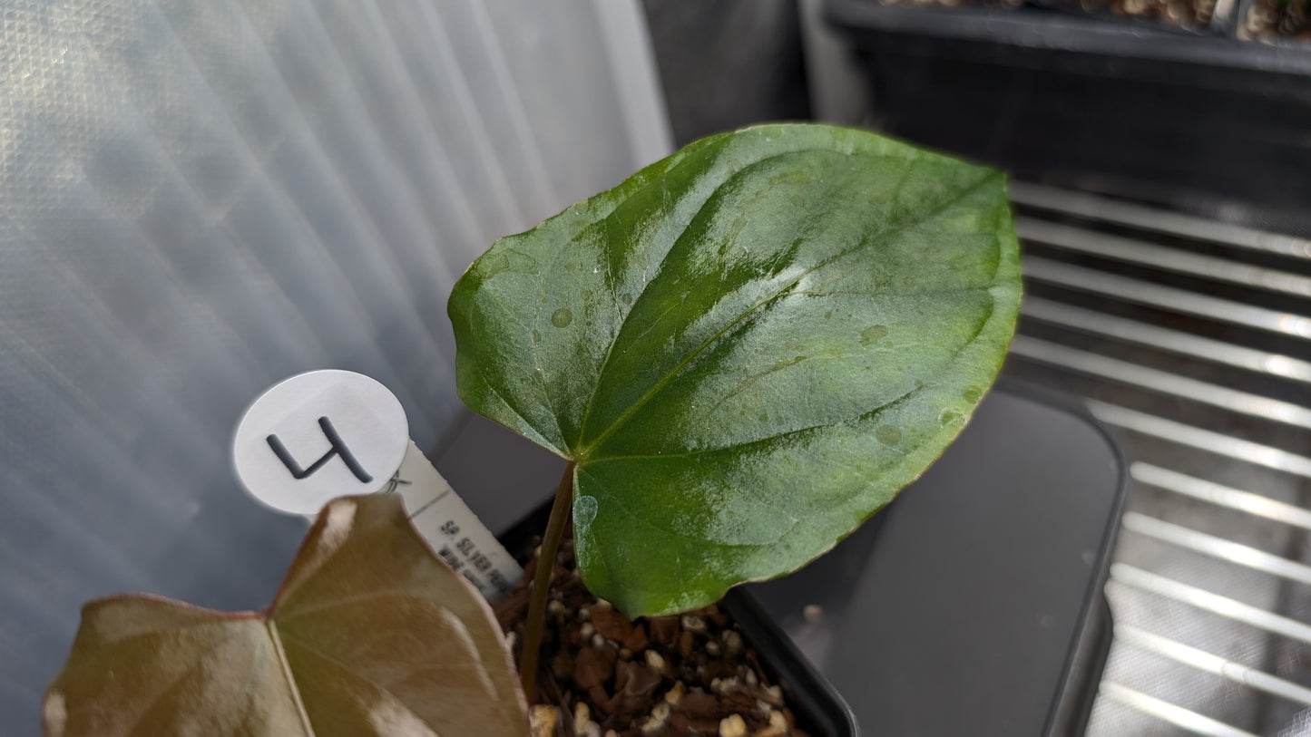 Anthurium Sp. Silver Peru Wide Sinus x Papillilaminum 'Fort Sherman'