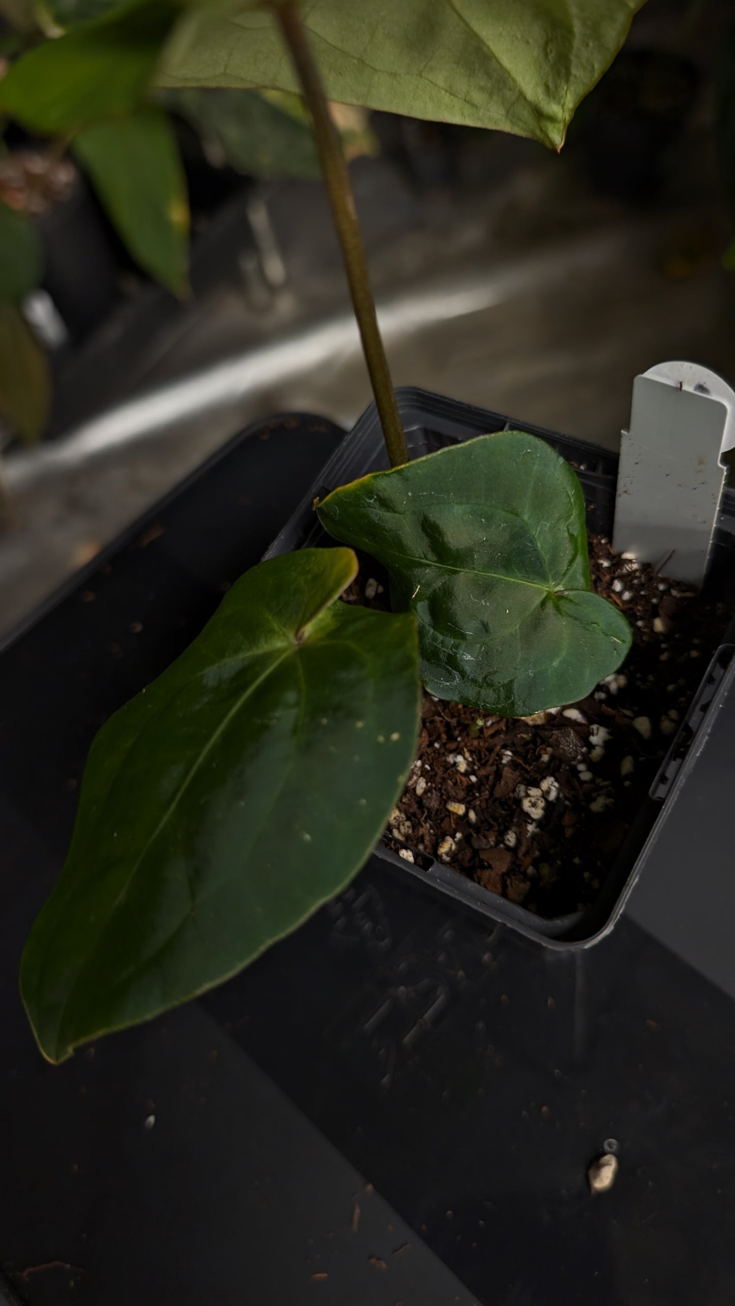 Anthurium [Besseae aff. x Forgetii dark] x BVEP Round x Felix