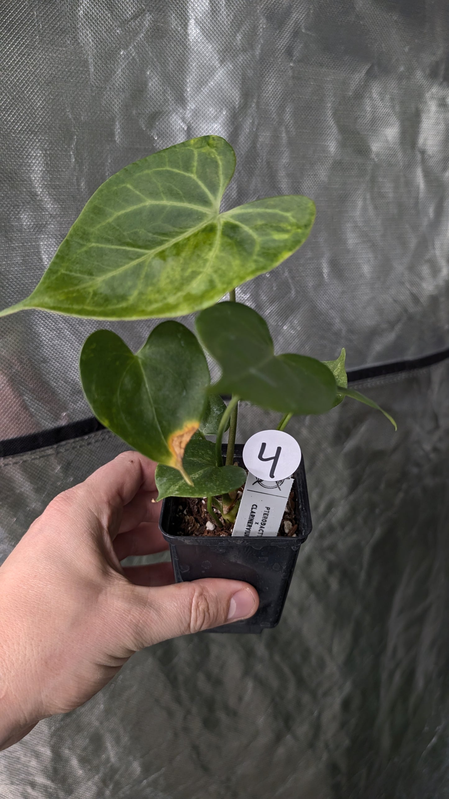Variegated Anthurium Pterodactyl variegata x Clarinervium