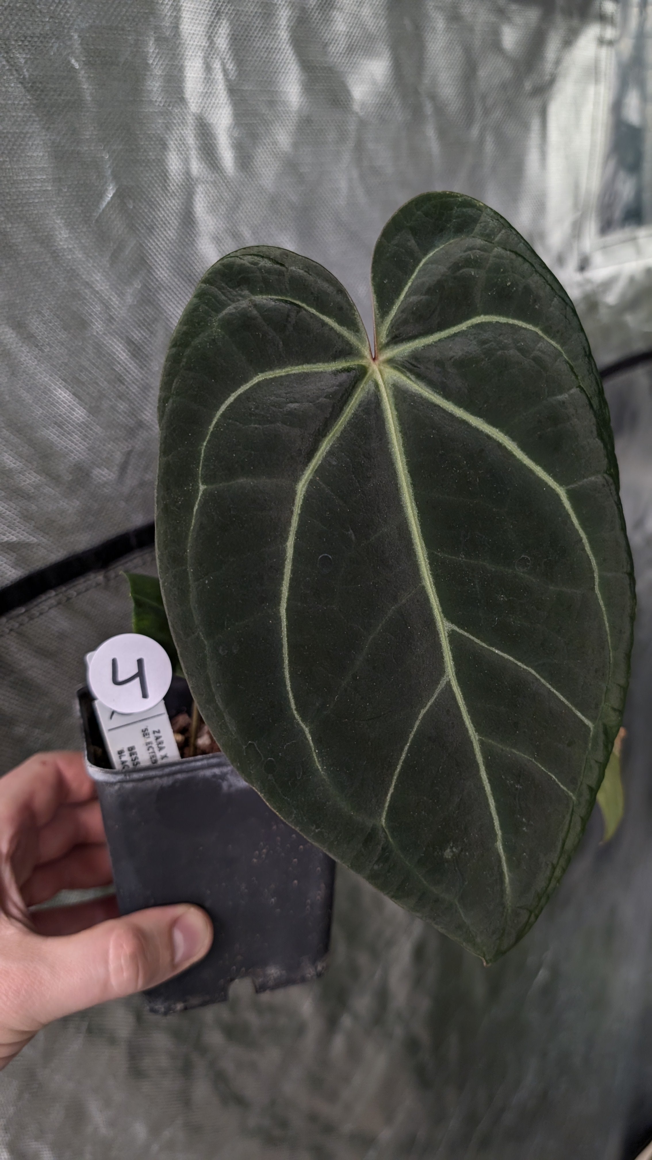 Anthurium Doc Block Zara x Michelle 'Selected Dark Form' x Besseae