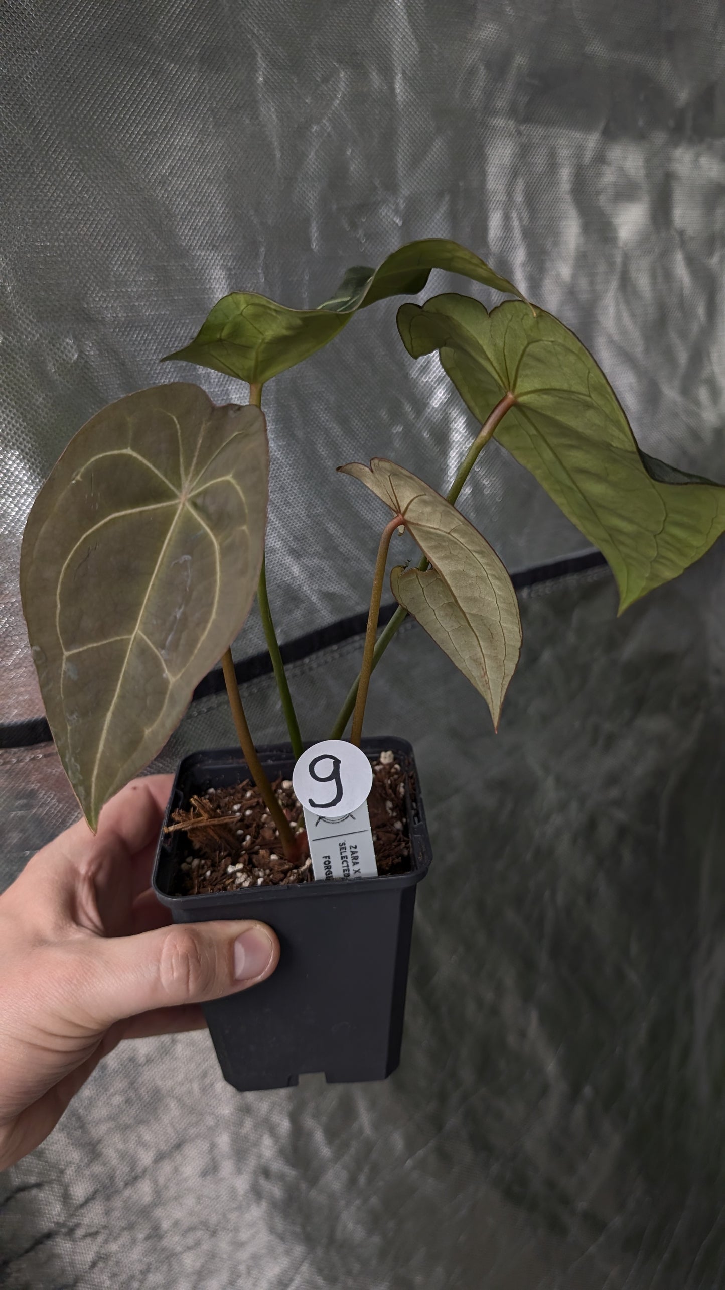 Anthurium Doc Block Zara x Michelle 'selected dark form' x Forgetii Dark