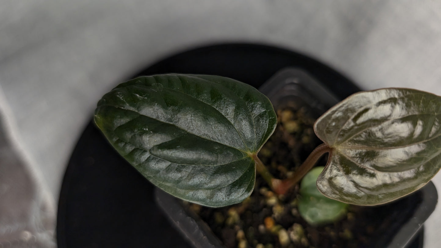 Anthurium Luxurians x Papillilaminum 'Fort Sherman'