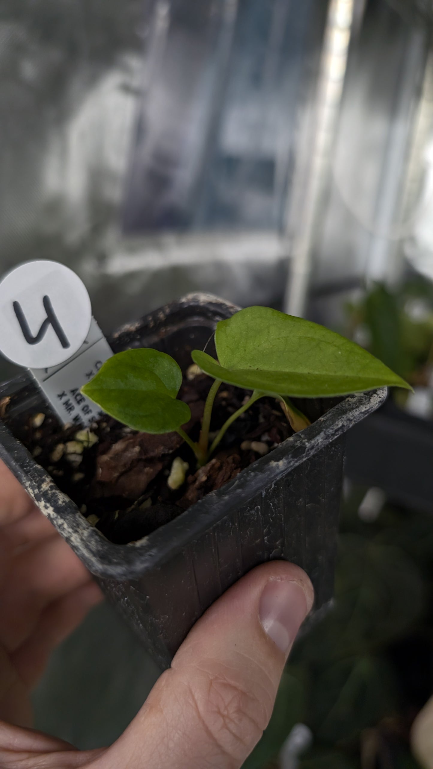 Anthurium [Carlablackiae x Dressleri Rio Guanche x Mr. Worldwide] x [Ace of Spagetii x Mr Worldwide]