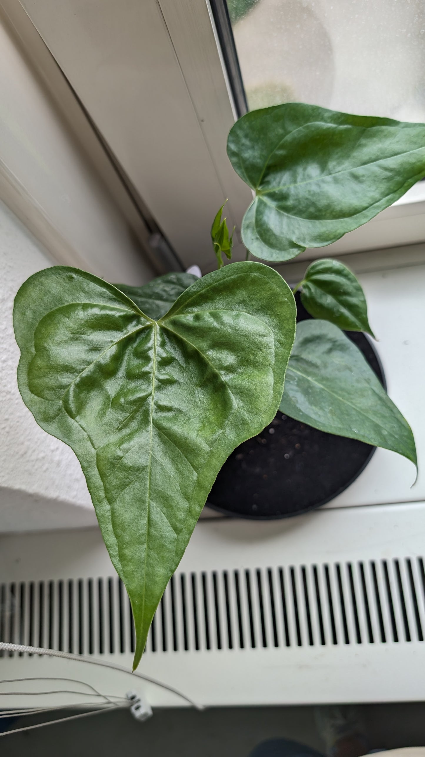 Anthurium Pterodactyl x self