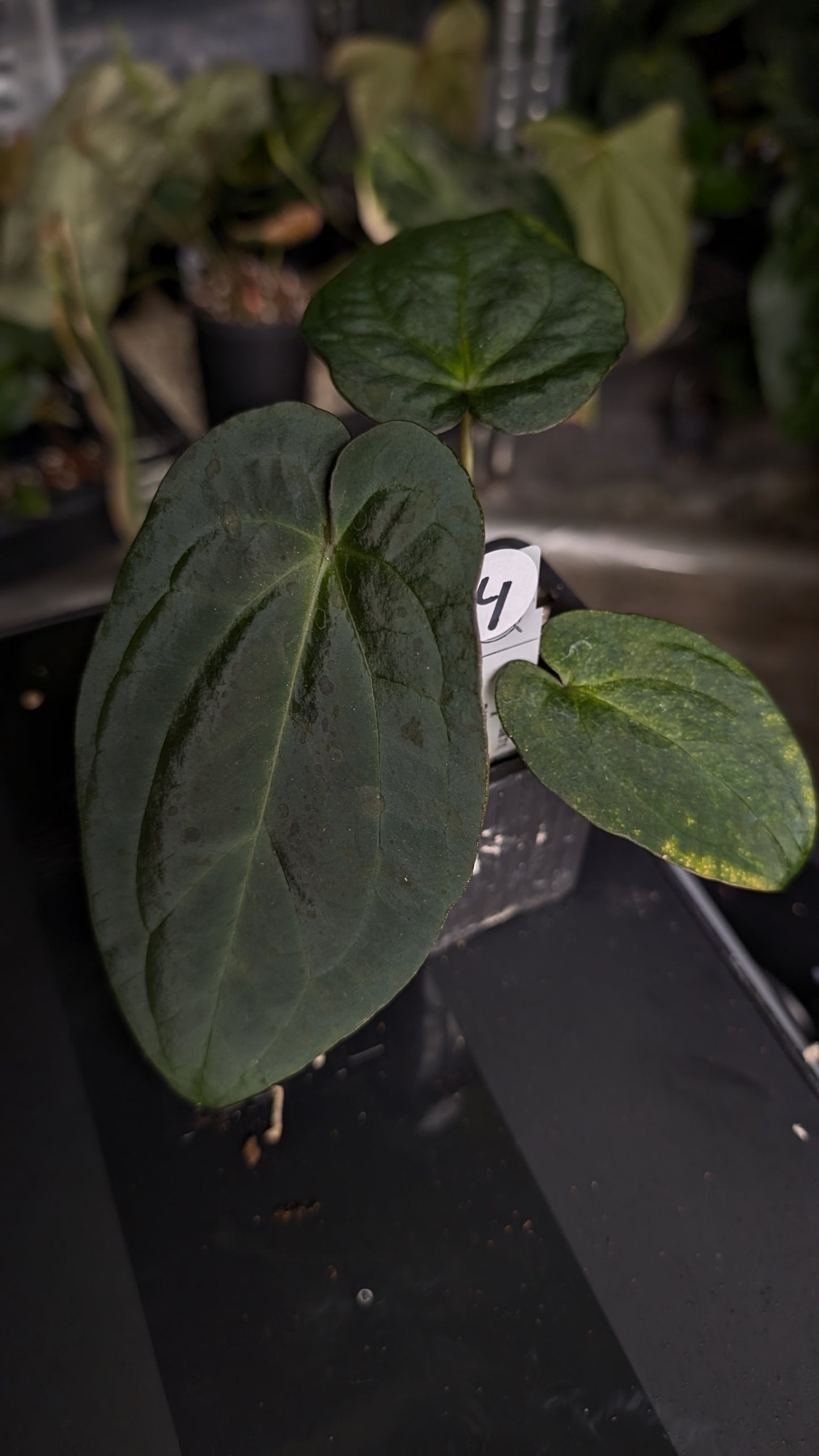 Anthurium Ace of Spagetii x BVEP 'Round x Felix'