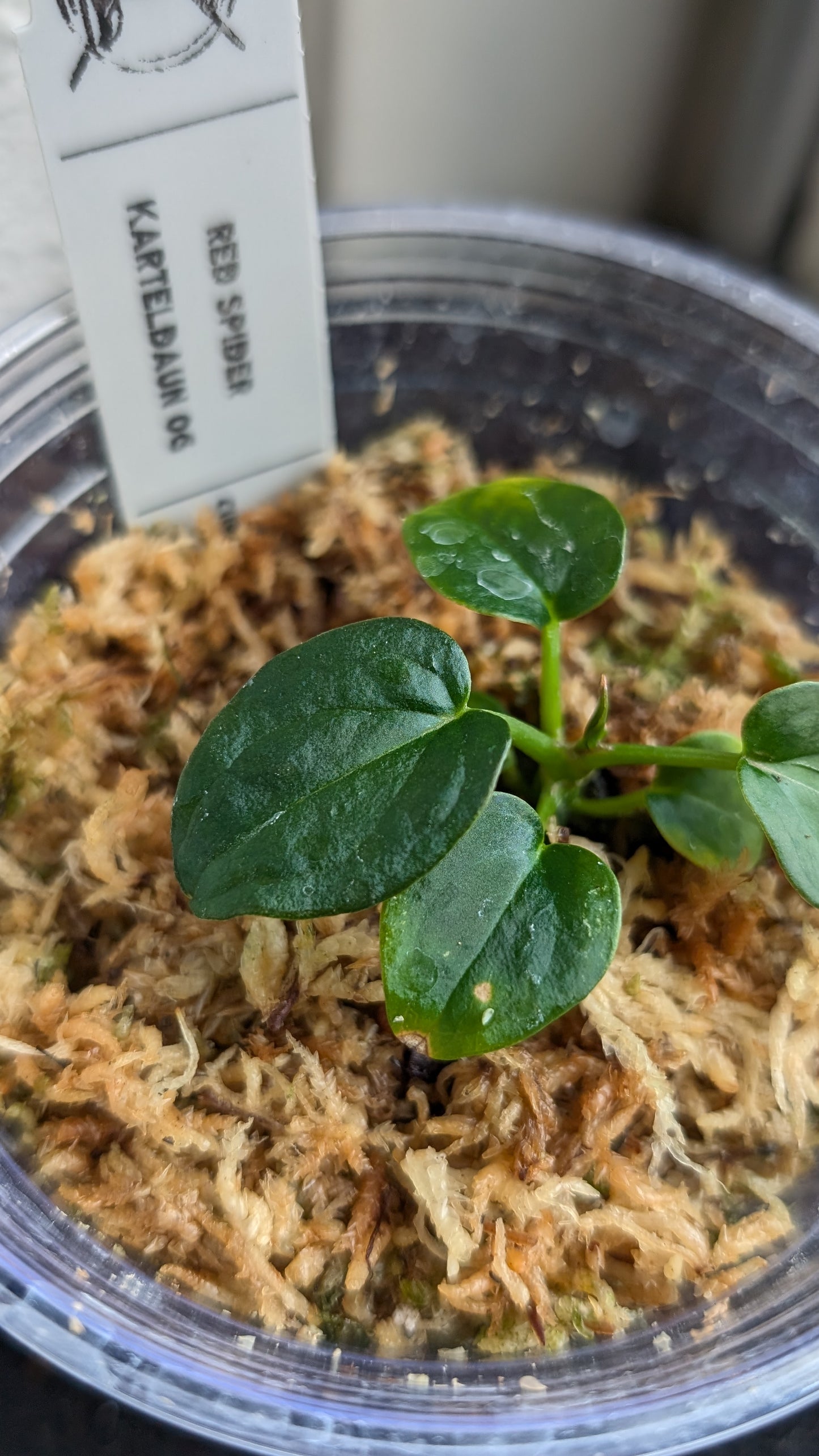 Anthurium Red Spider CLONE