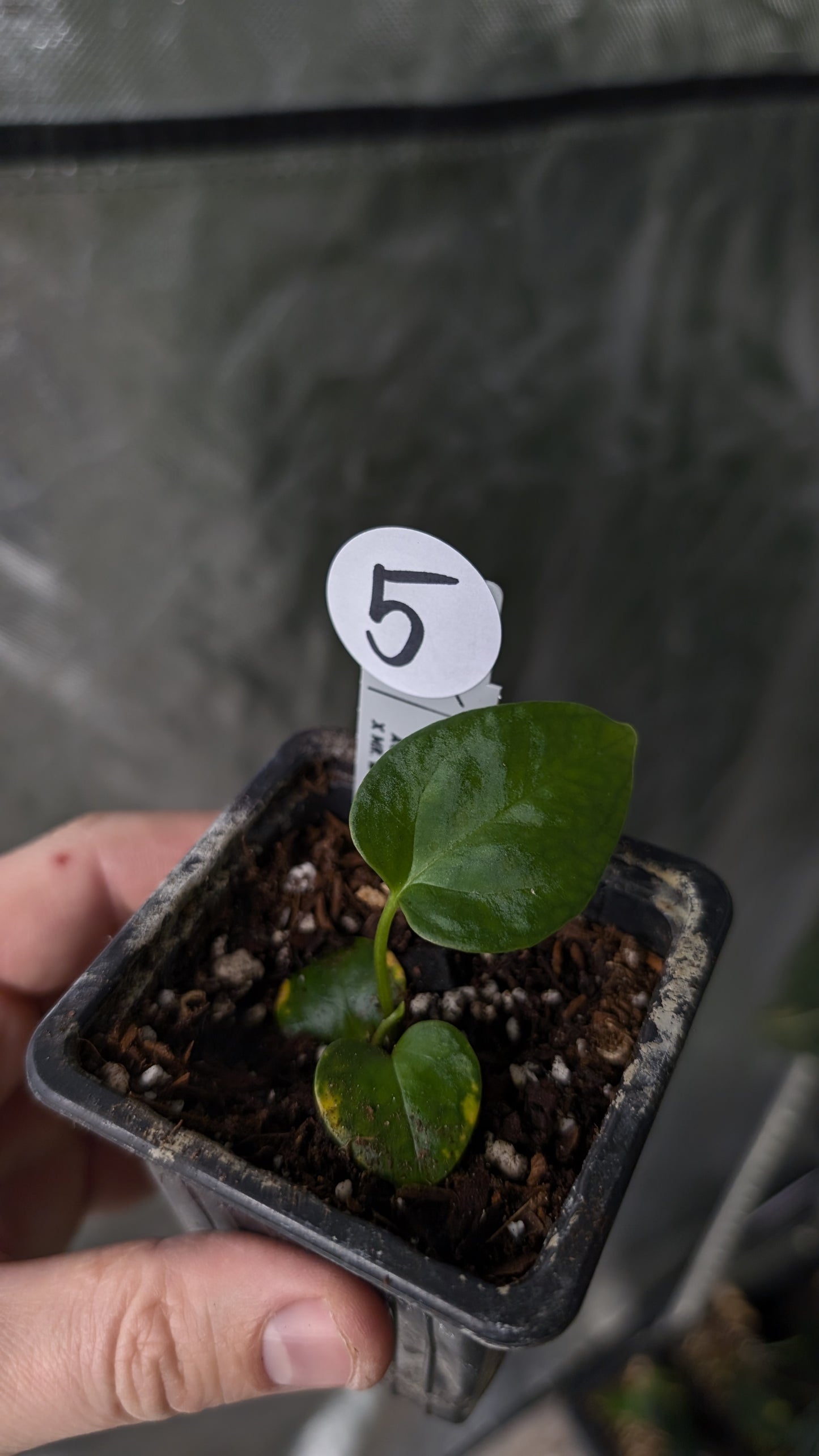 Anthurium [Carlablackiae x Dressleri Rio Guanche x Mr. Worldwide] x [Ace of Spagetii x Mr Worldwide]