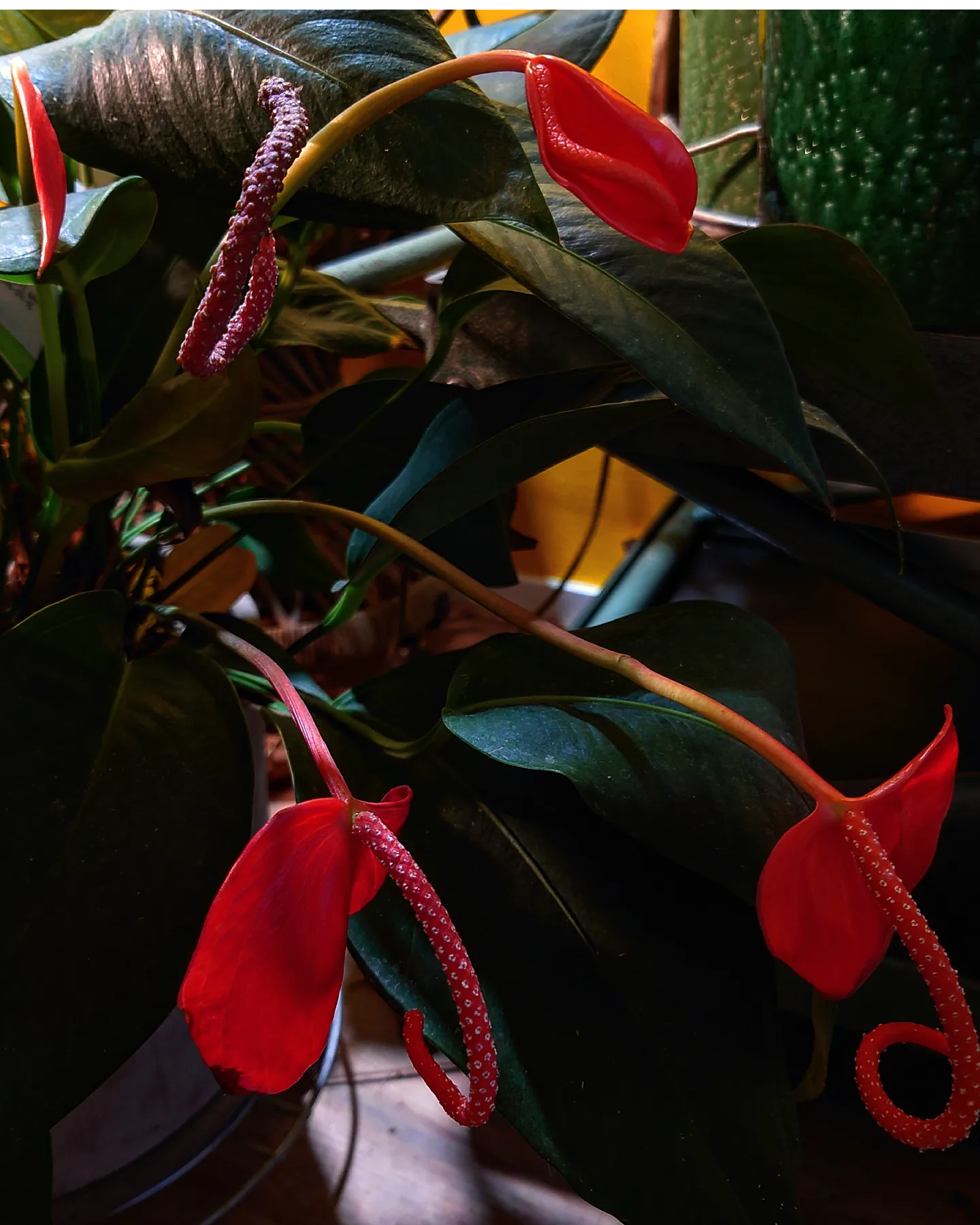 Anthurium Scherzerianum x Wendlingeri