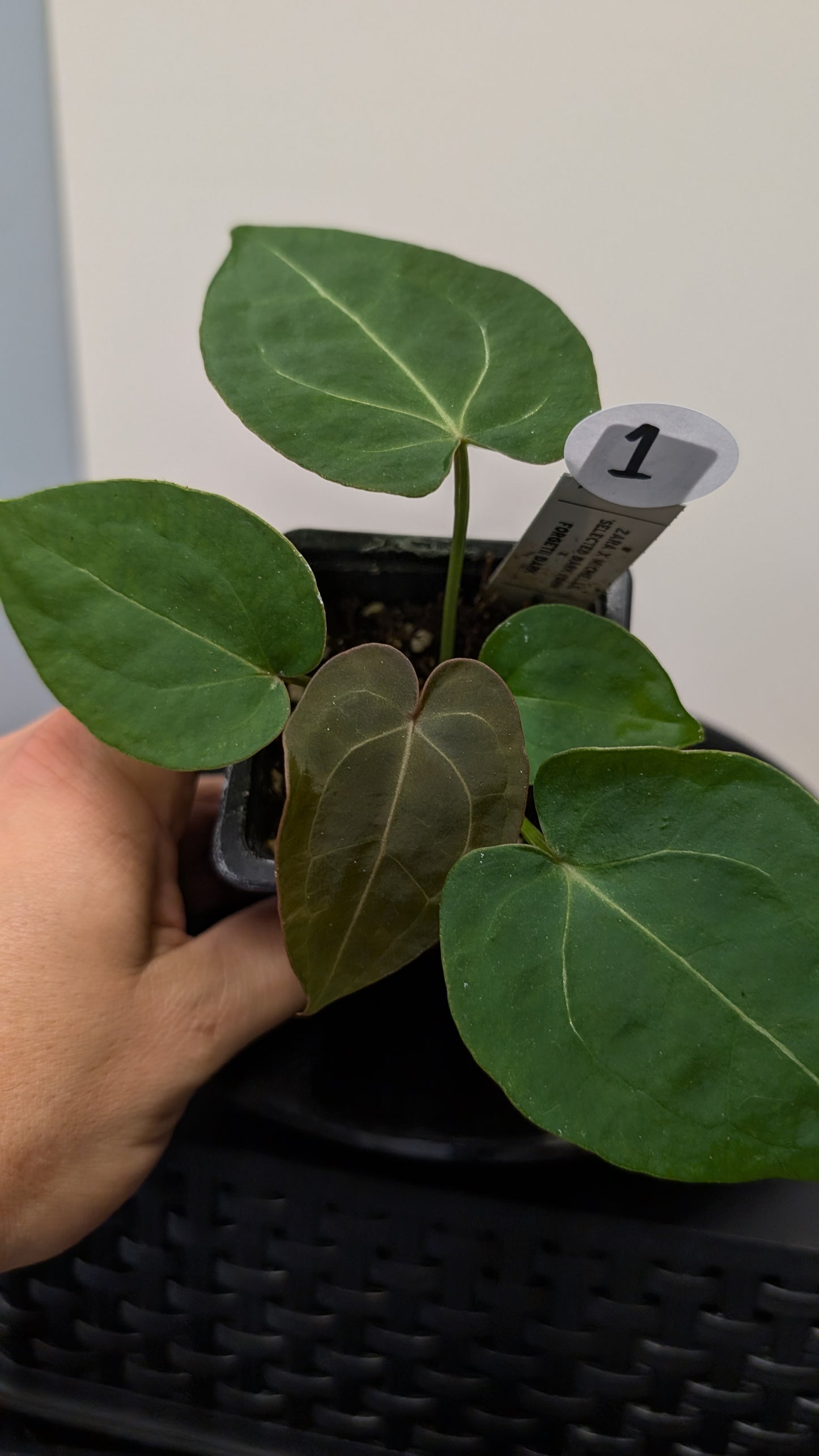 Anthurium Doc Block Zara x Michelle 'selected dark form' x Forgetii Dark
