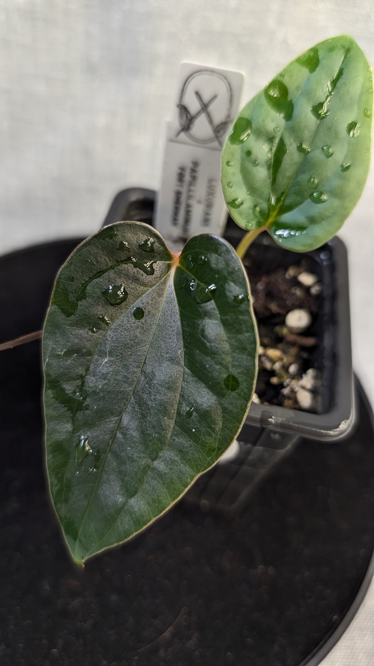 Anthurium Luxurians x Papillilaminum 'Fort Sherman'