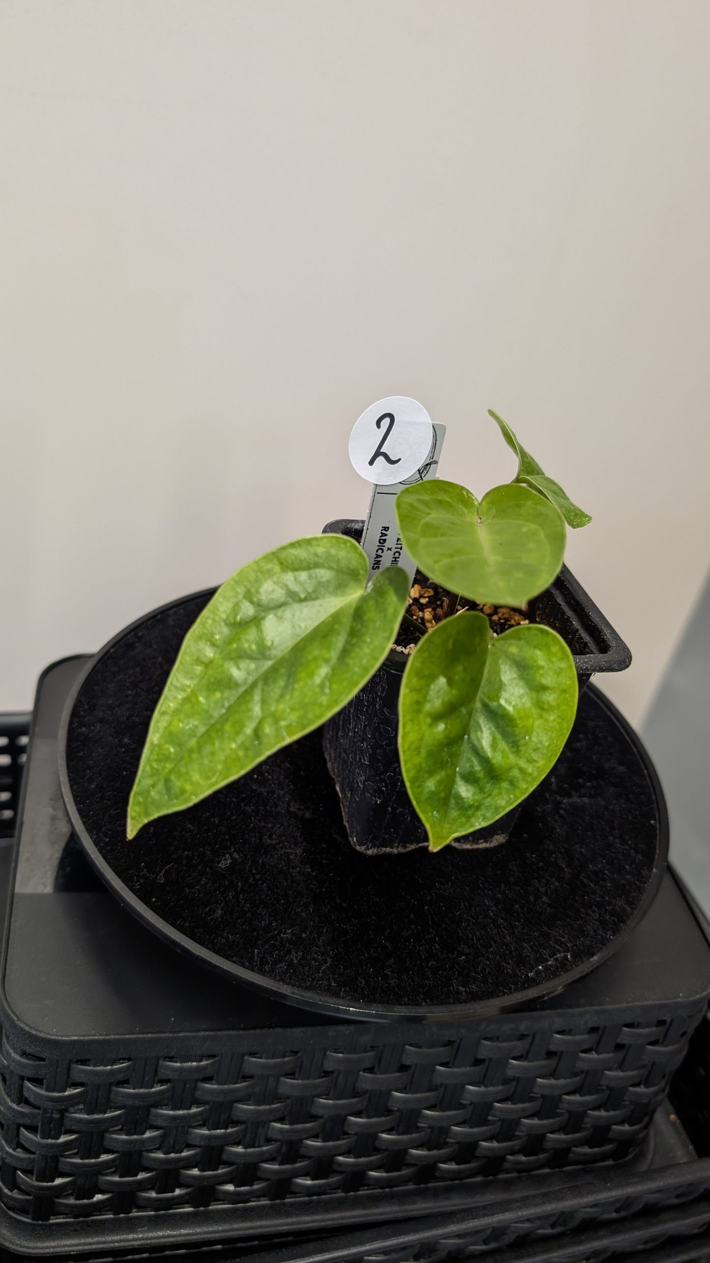 Anthurium Veitchii x Radicans (Unique Curious Plants-cross)