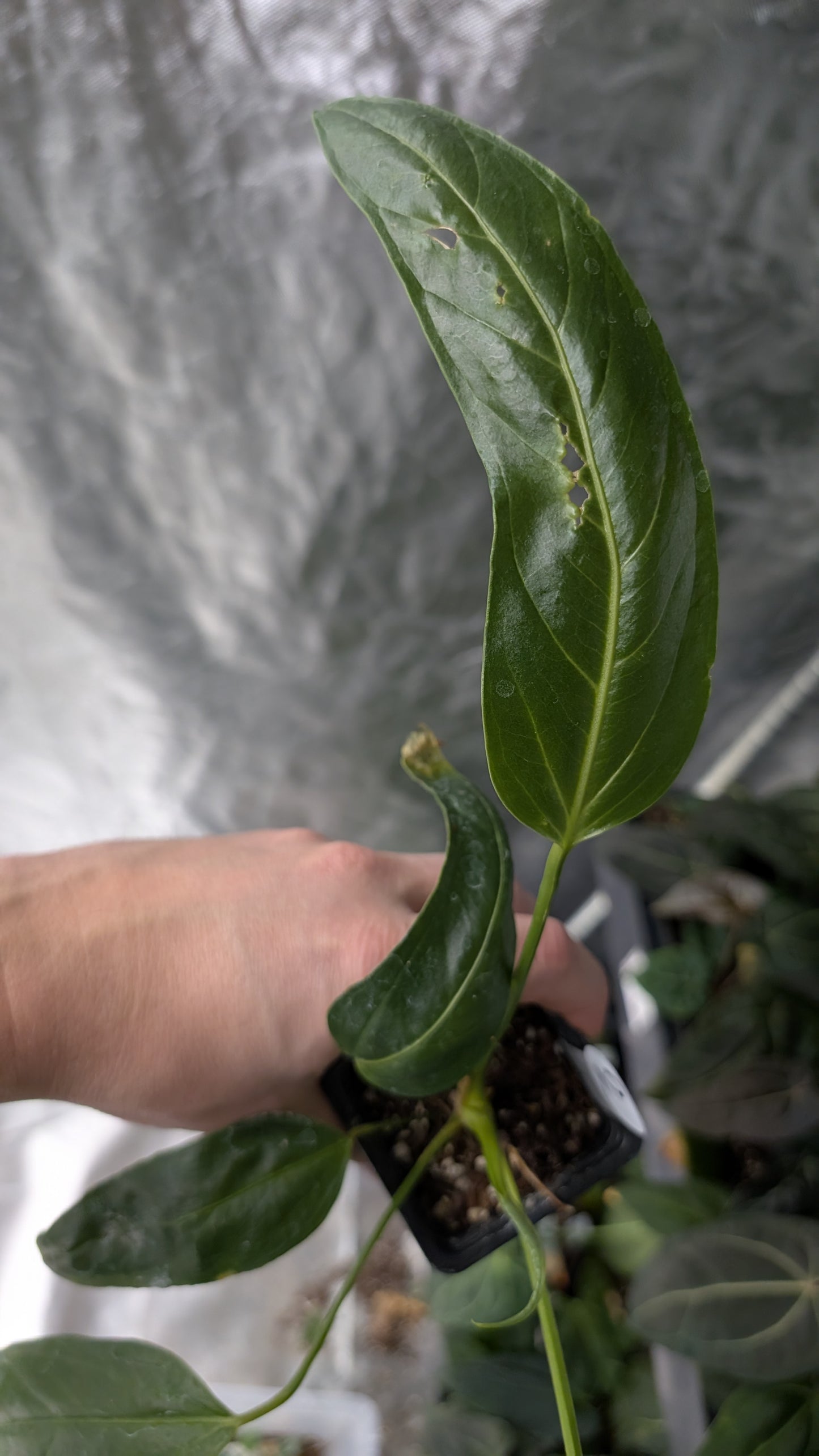 Anthurium Spectabile