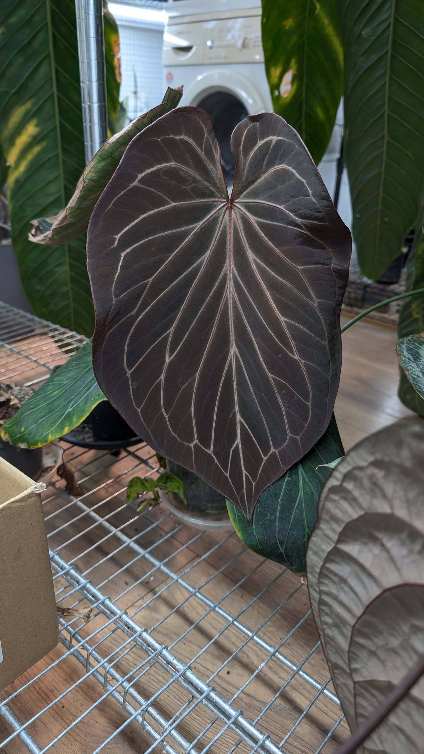 Anthurium King of Spades x BVEP (RxF) or (Sp. Napo x Luxurians)