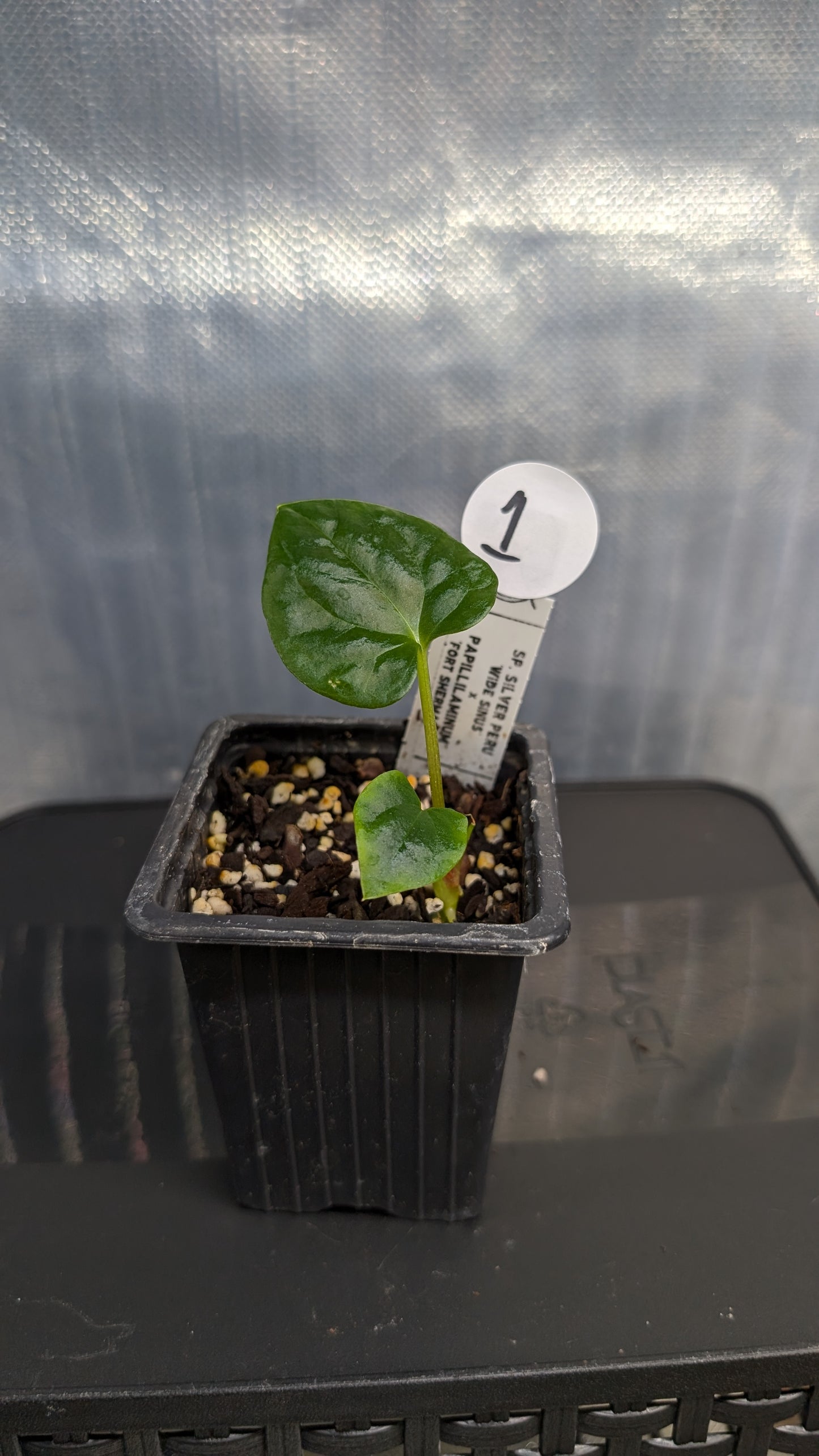 Anthurium Sp. Silver Peru Wide Sinus x Papillilaminum 'Fort Sherman'