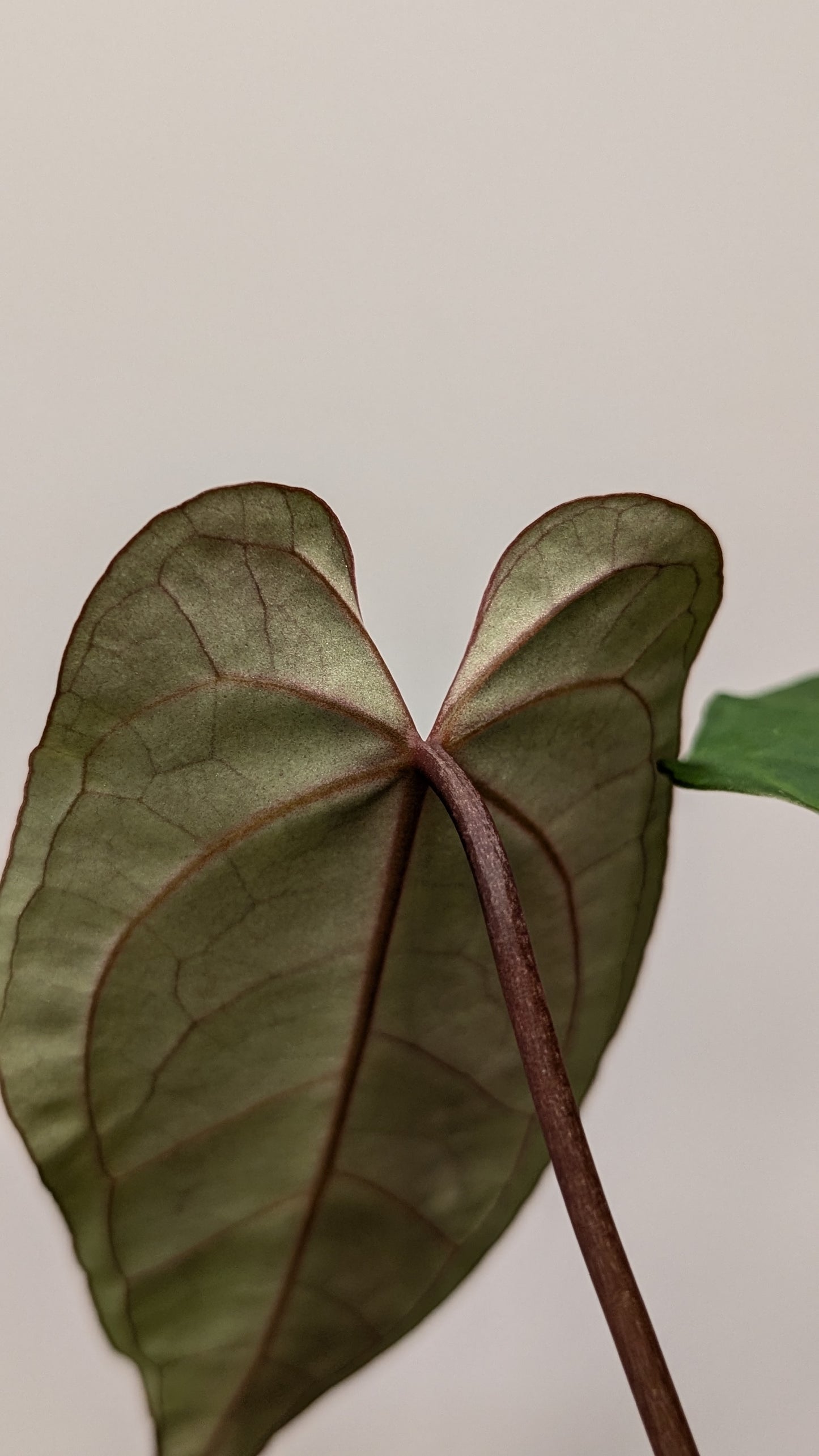 Anthurium Doc Block F1 x Mr Worldwide