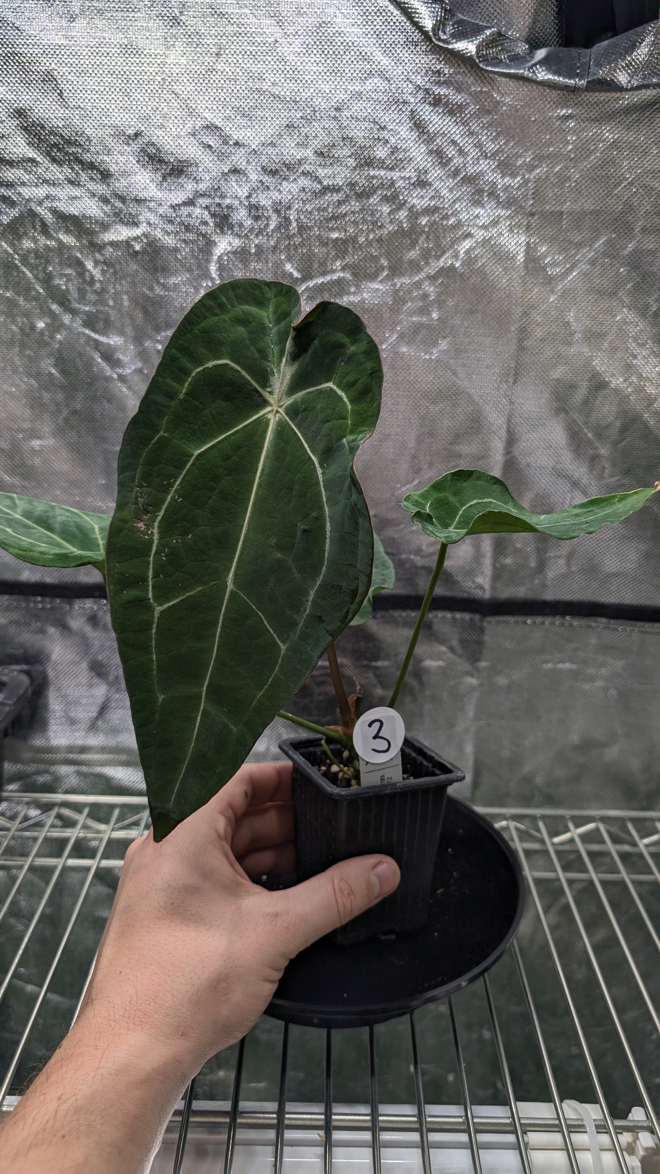 Anthurium Doc Block Zara x Michelle 'selected dark form' x