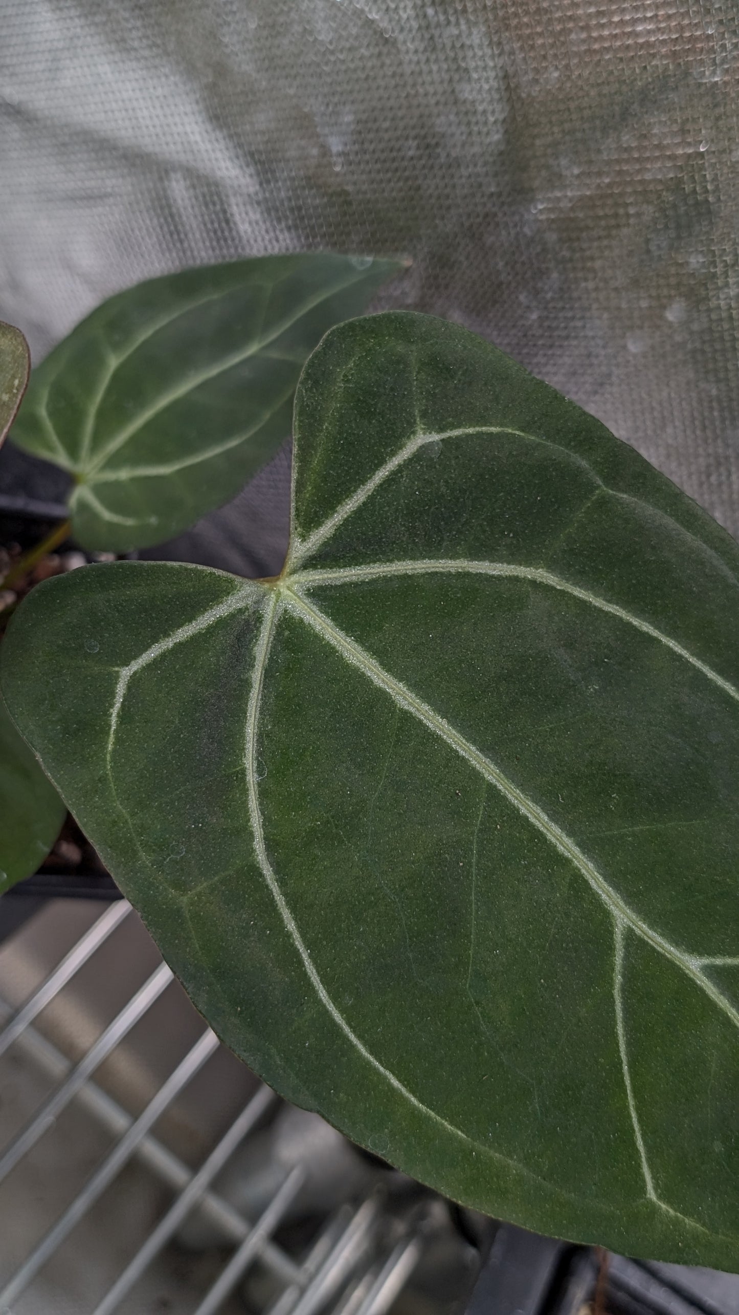 Anthurium Doc Block F1 x Mr Worldwide