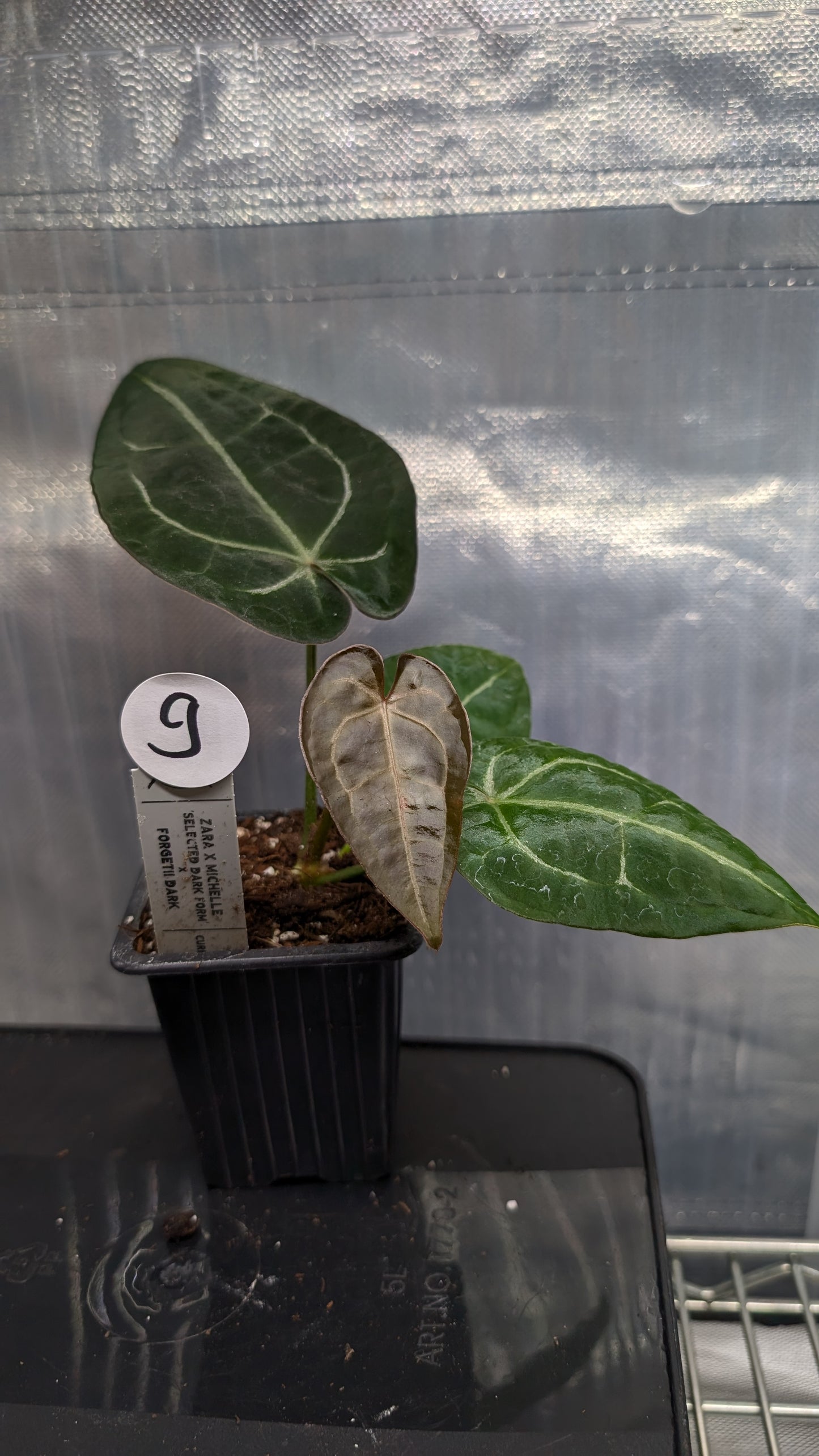 Anthurium Doc Block Zara x Michelle 'selected dark form' x Forgetii Dark