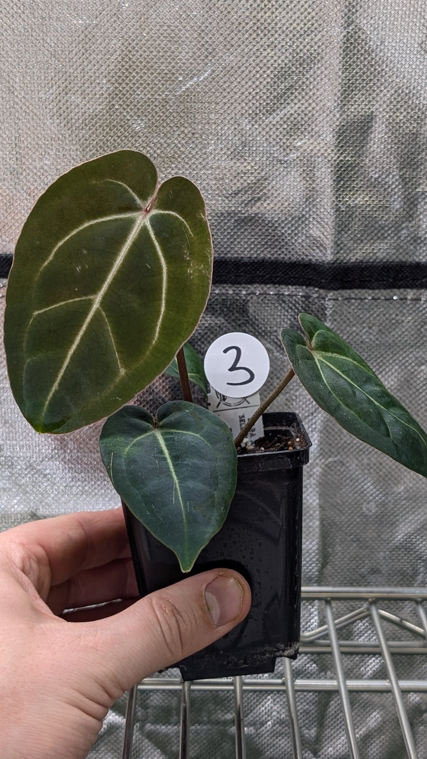 Anthurium Doc Block Zara x Michelle 'Selected Dark Form' x Besseae aff. 'Black Pillow'