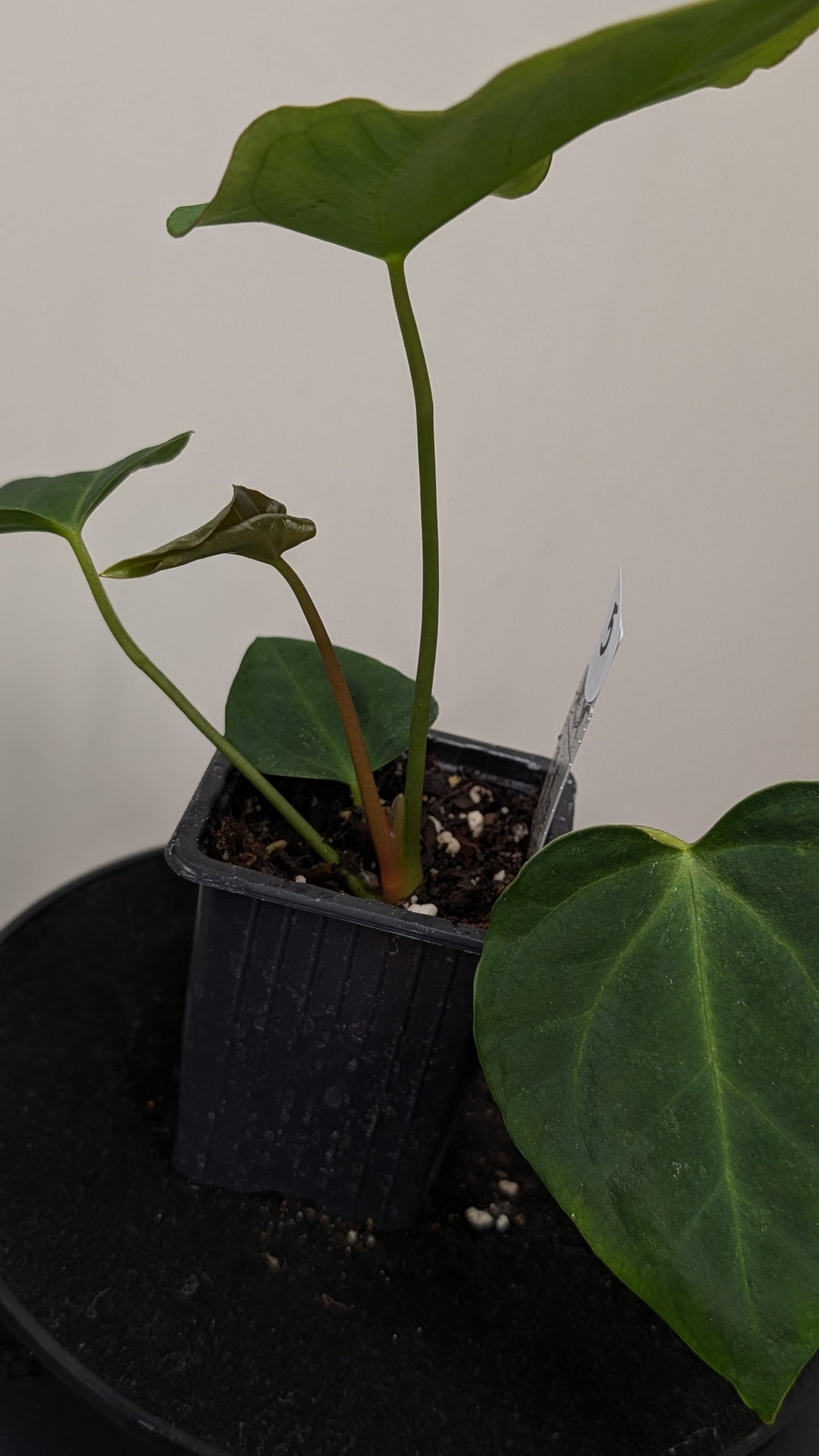 Anthurium Regale 'Dream Catcher' x Mr. Worldwide