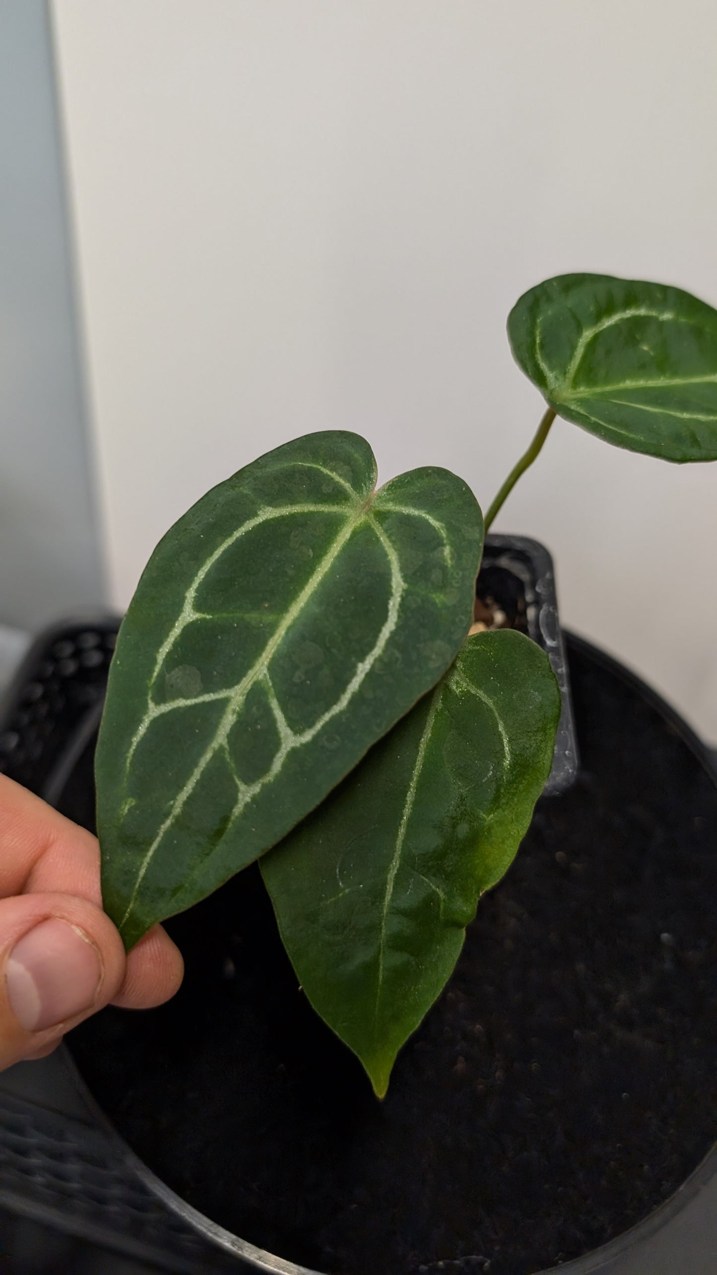 Anthurium Doc Block Zara x Michelle 'selected dark form' x Forgetii Dark