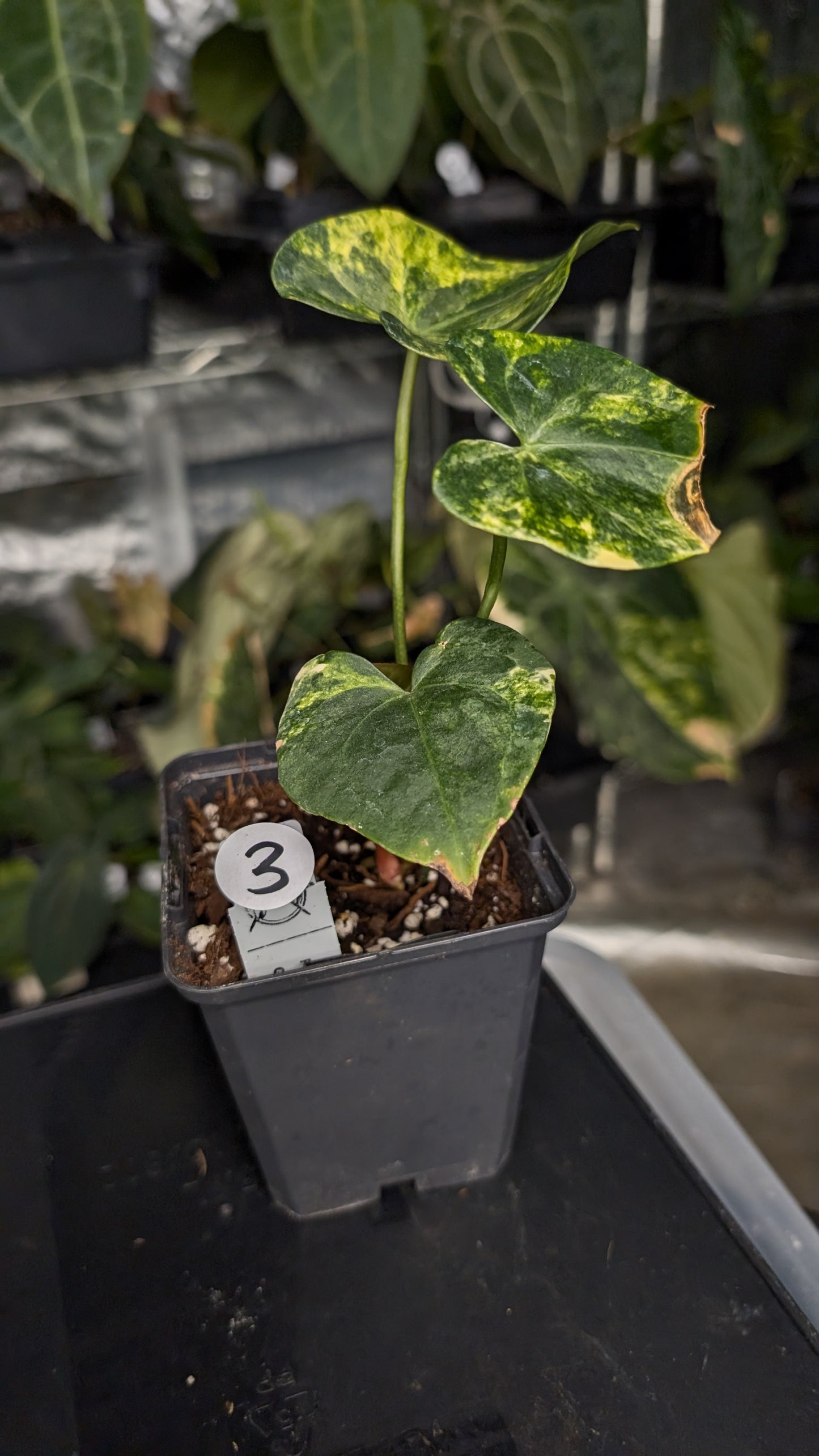 Variegated Anthurium Pterodactyl variegata x Clarinervium