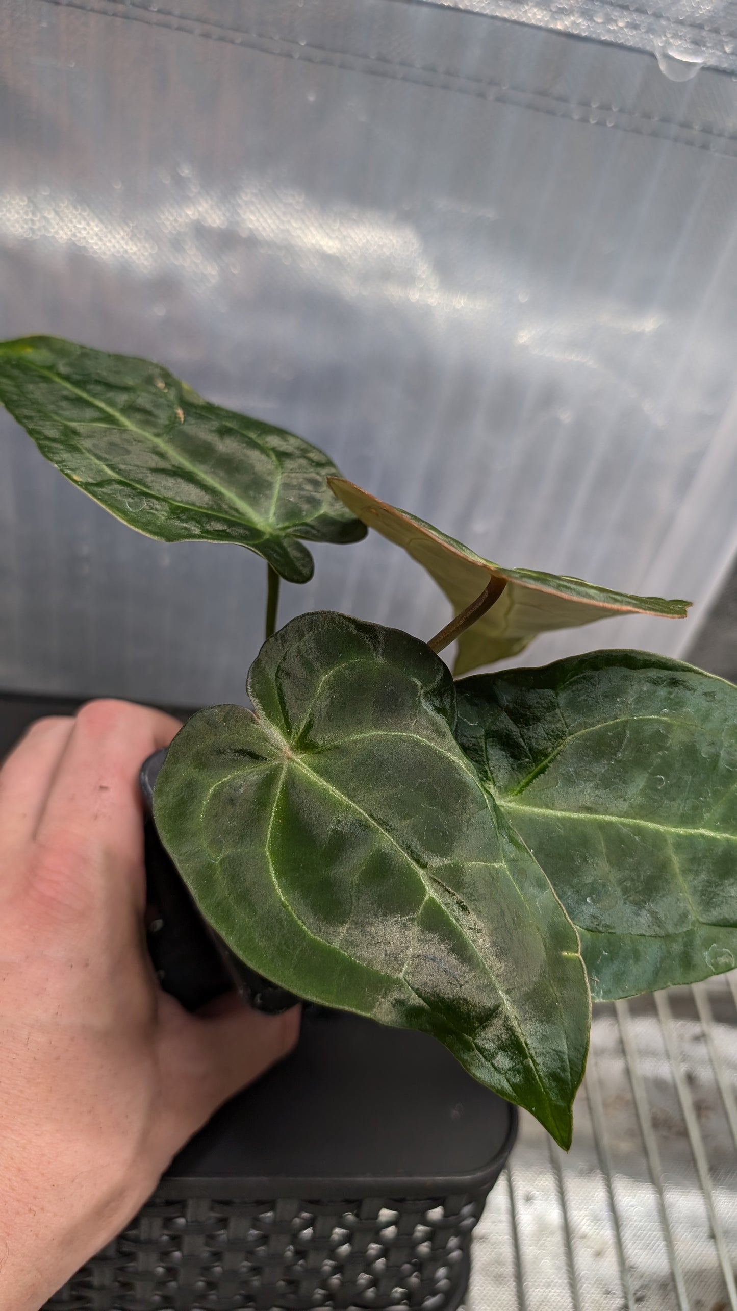 Anthurium Doc Block Zara x Michelle 'selected dark form' x Forgetii Dark