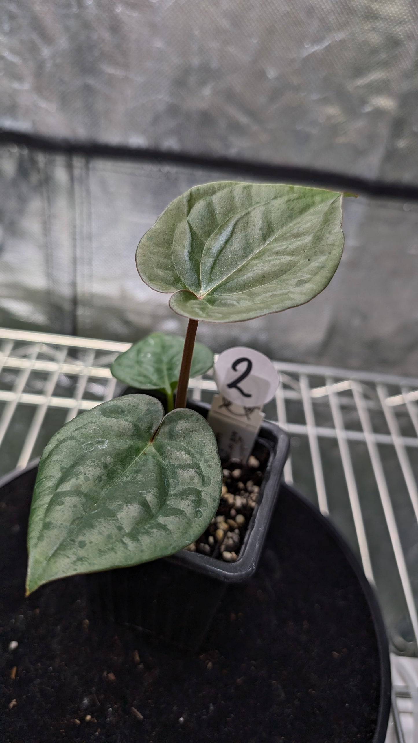 Anthurium 'Ace of Spagetii' x Luxurians