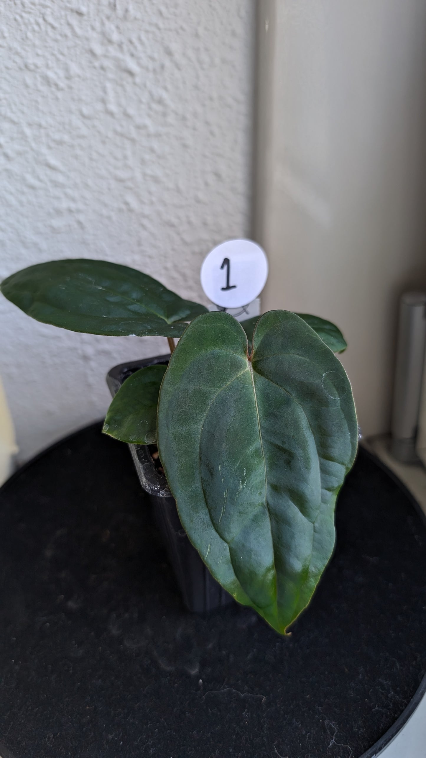 Anthurium Besseae aff 'Black Pillow' x Papillilaminum 'Fort Sherman' seedlings