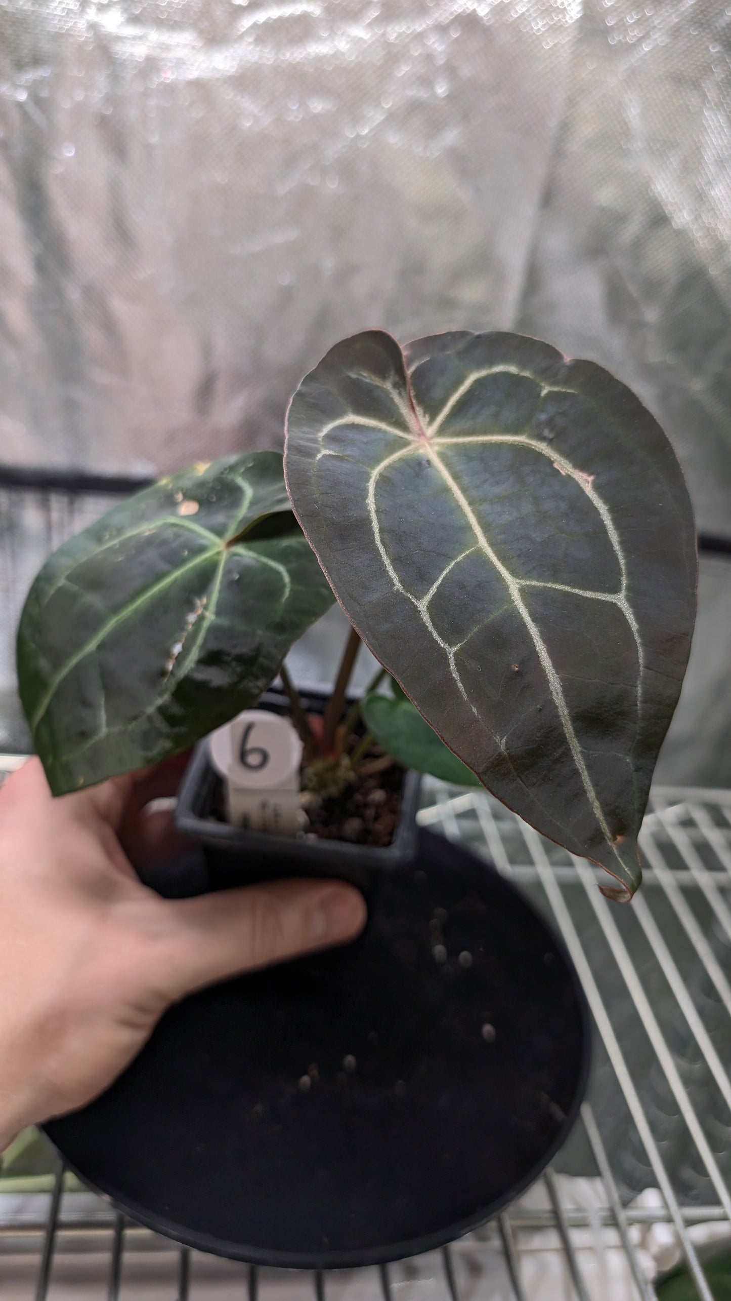 Anthurium Doc Block Zara x Michelle 'selected dark form' x Forgetii Dark