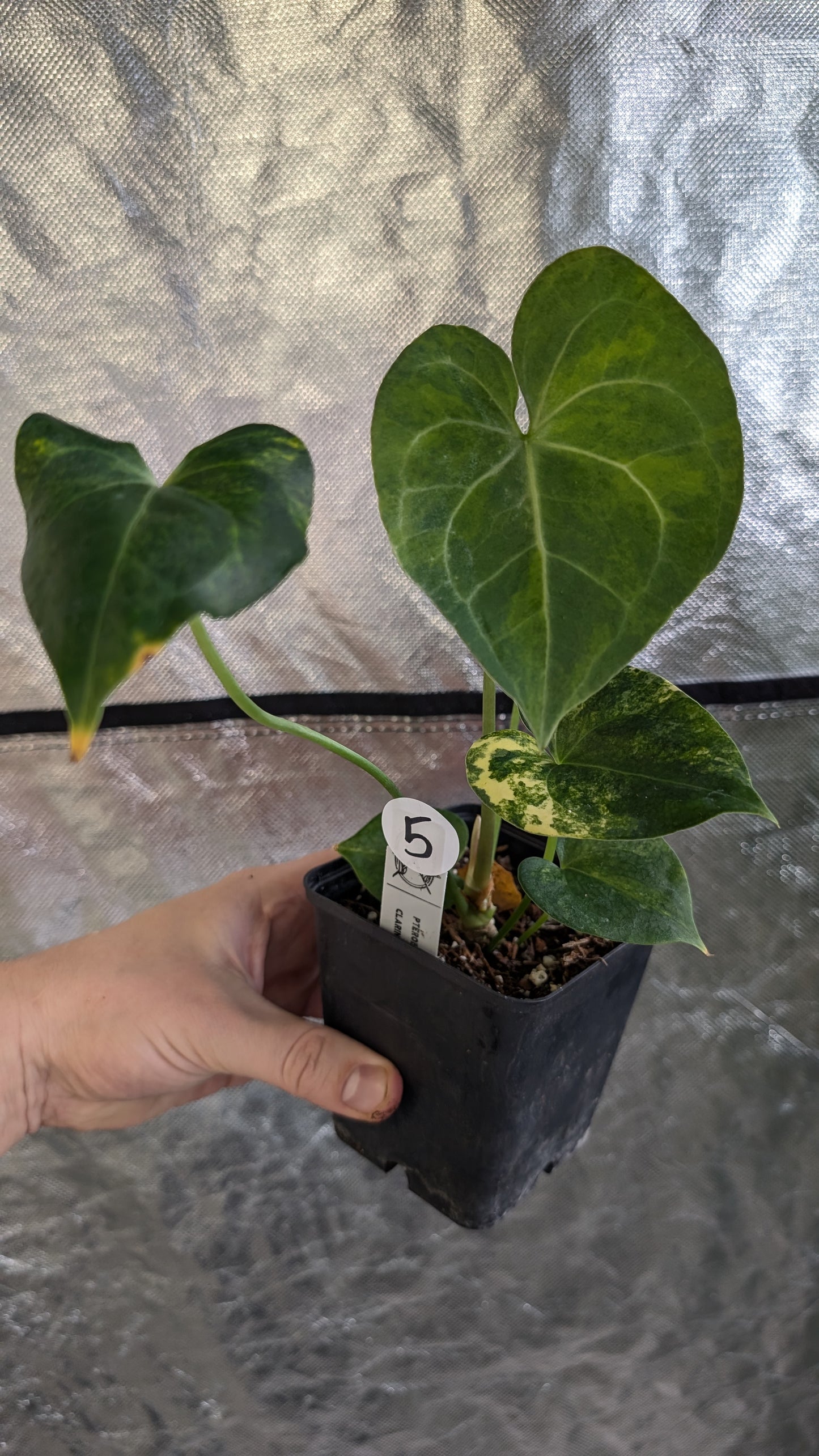 Variegated Anthurium Pterodactyl variegata x Clarinervium