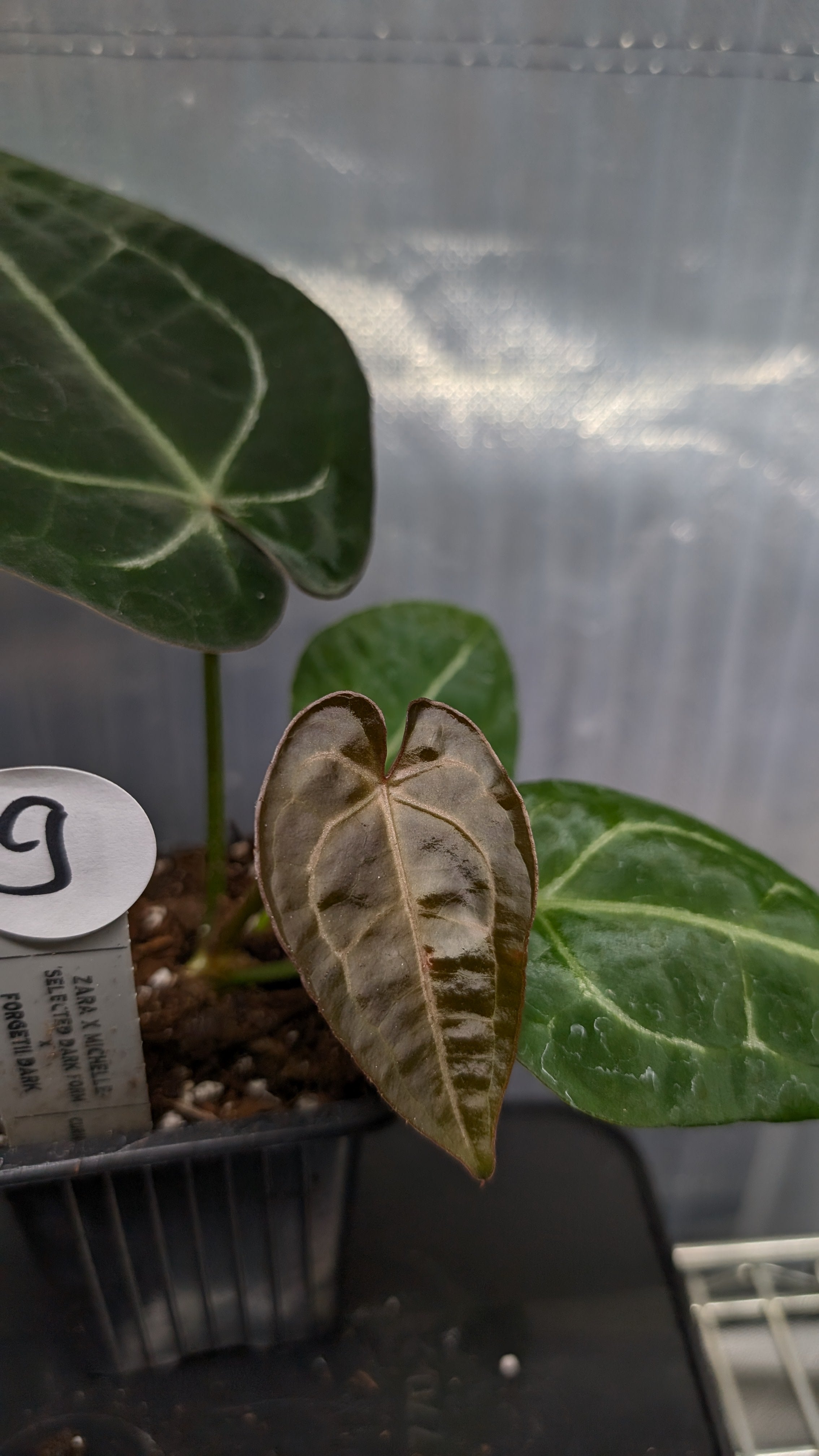 Anthurium Doc Block Zara x Michelle 'selected dark form' x