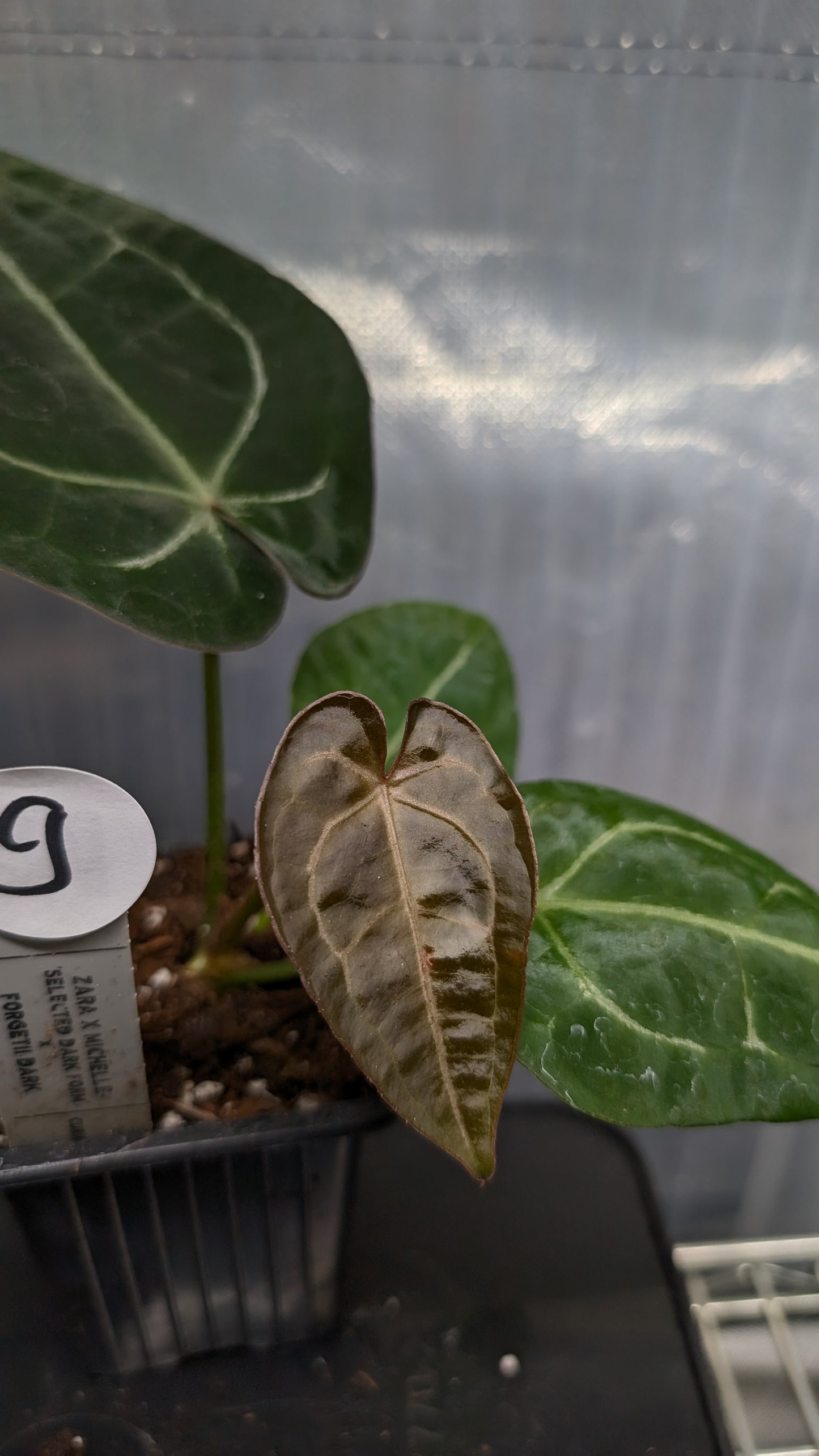 Anthurium Doc Block Zara x Michelle 'selected dark form' x Forgetii Dark