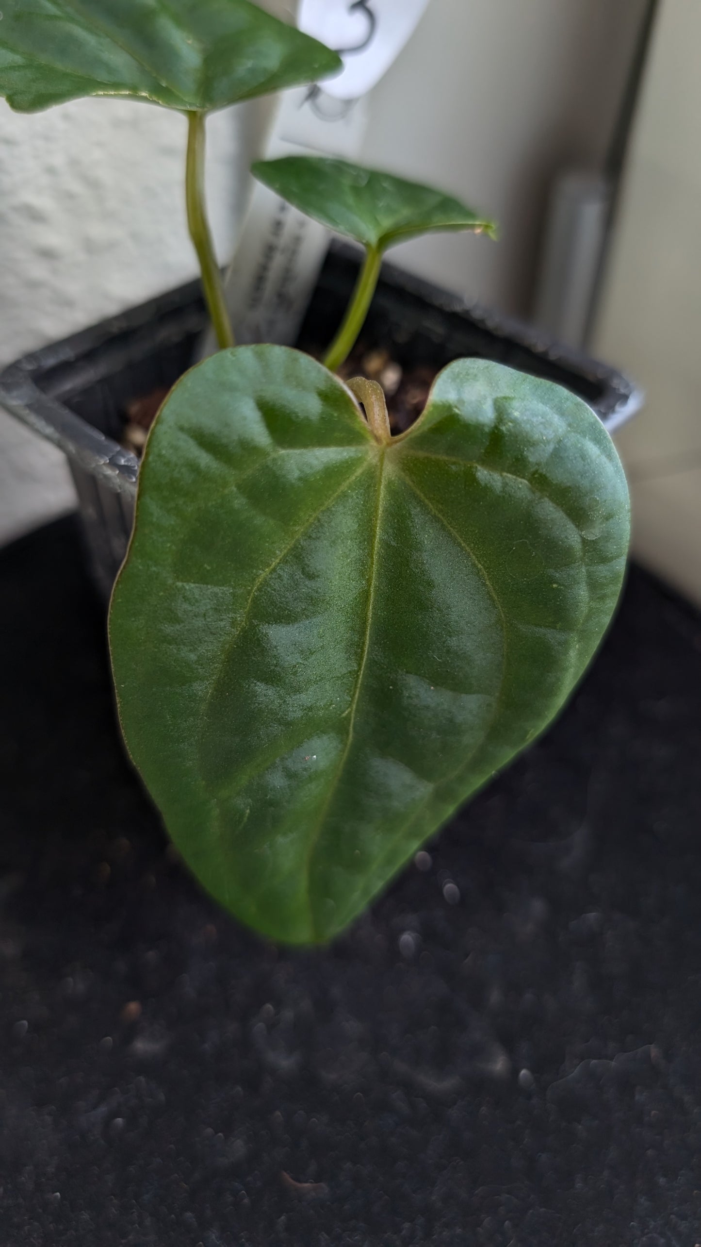 Anthurium (Carlablackiae x Dressleri Rio Guanche) X 'Ace of Spagetii'