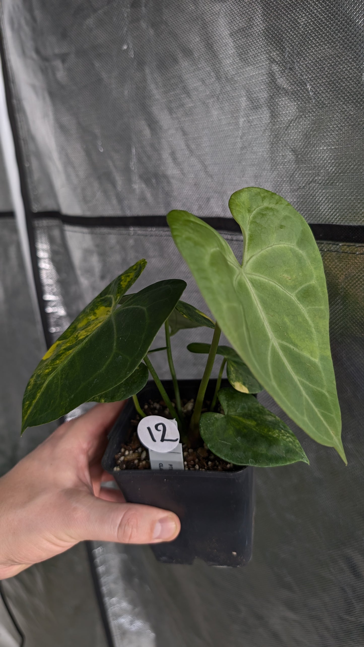 *Variegated* Anthurium Pterodactyl variegata x Clarinervium (or x self)