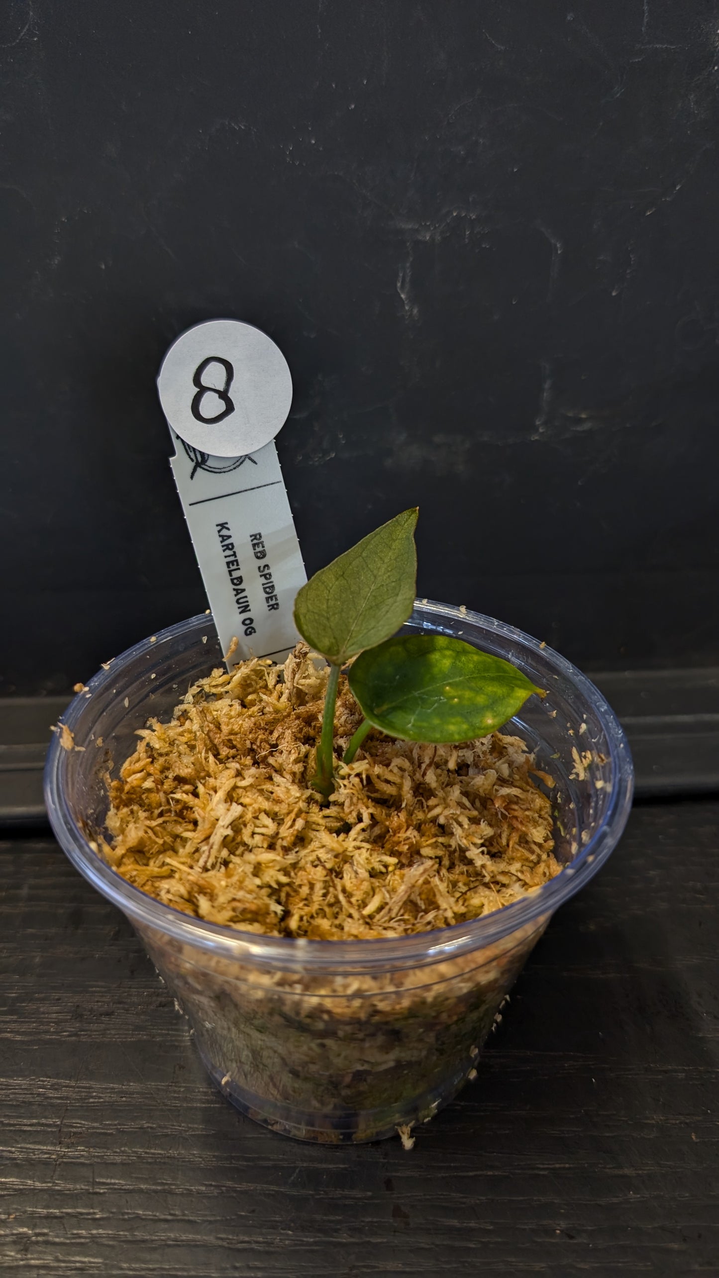 Anthurium Red Spider CLONE