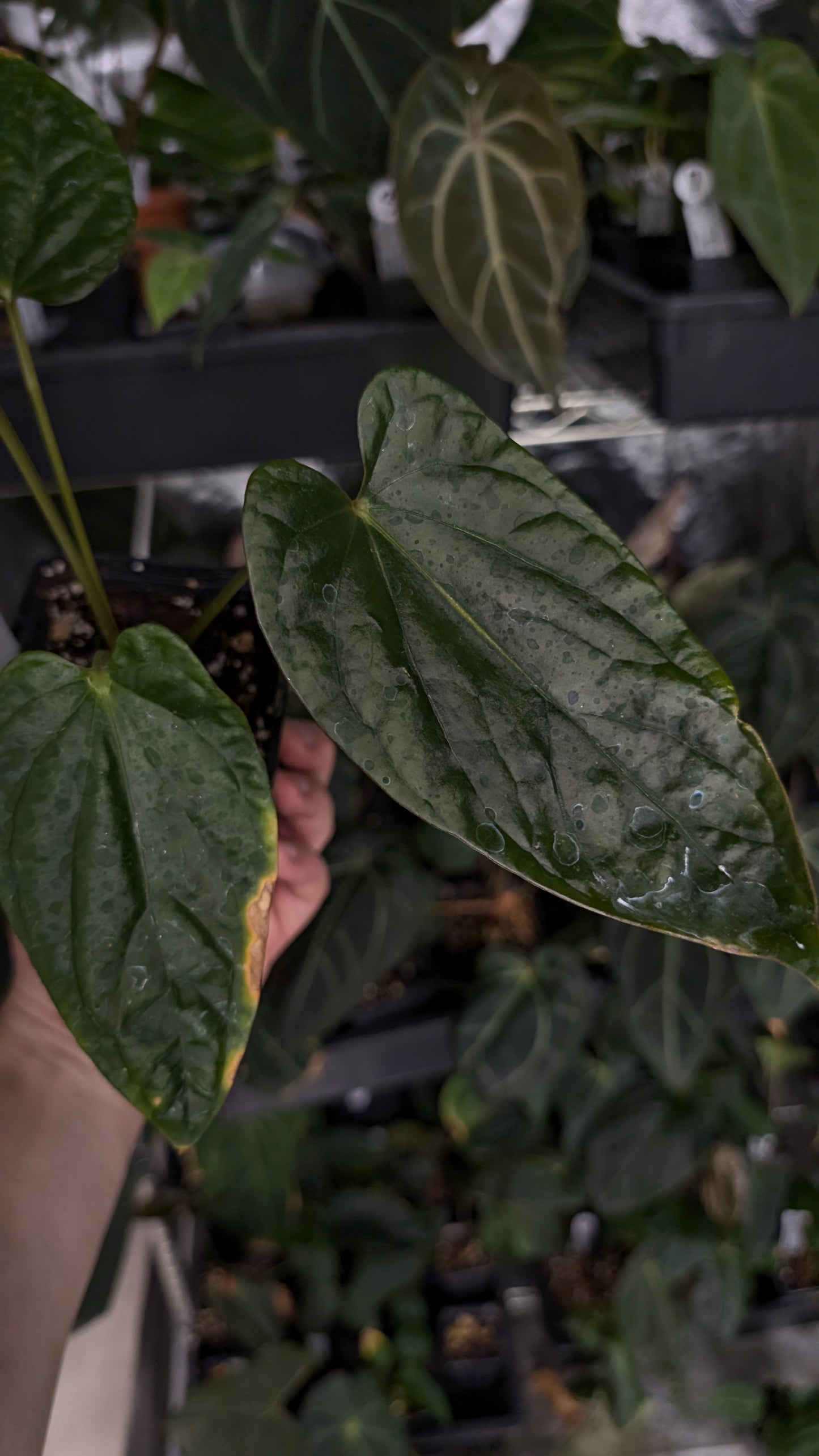 Anthurium Mr Worldwide x Debile (also sometimes called Debilis)