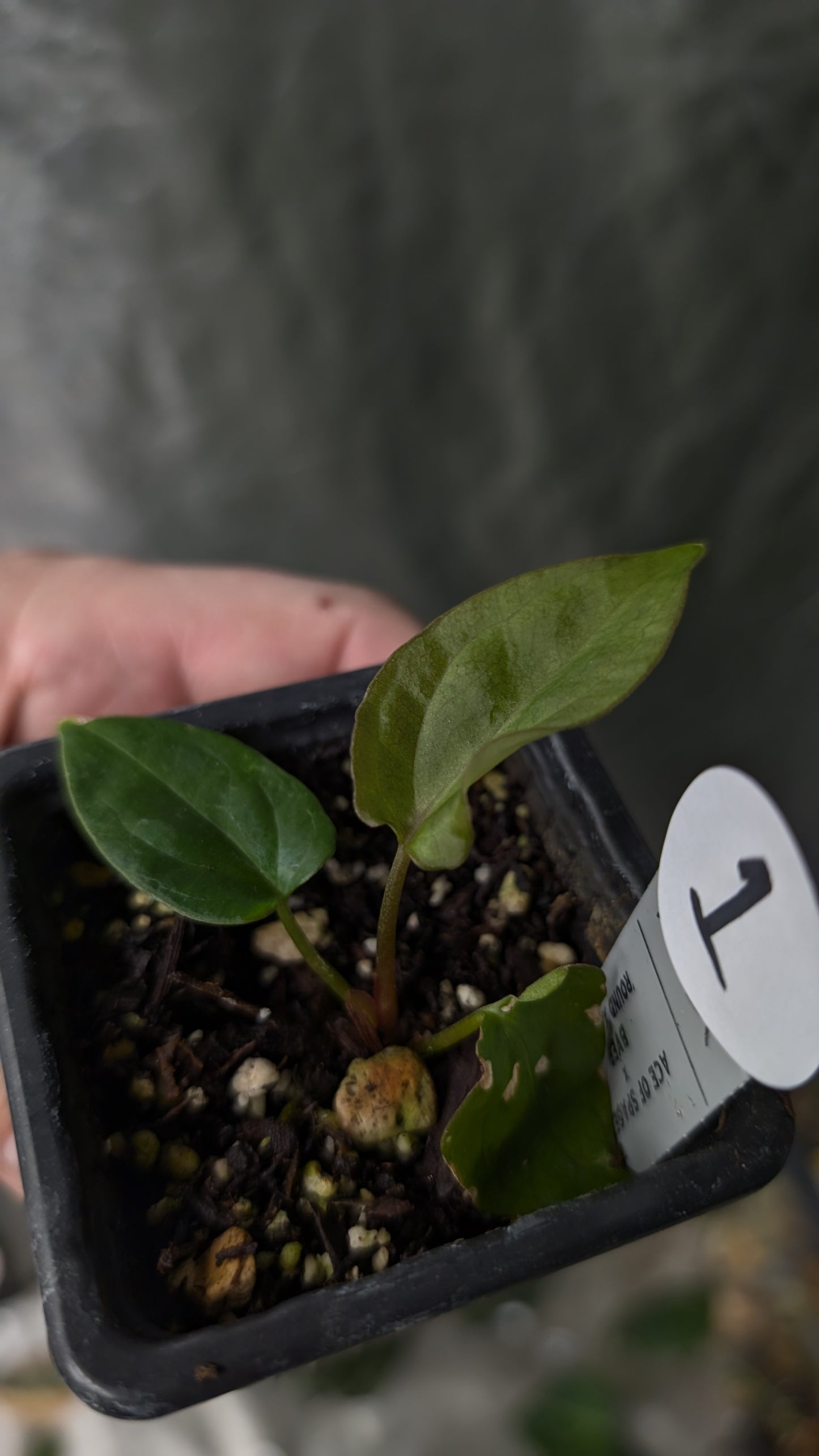 Anthurium Ace of Spagetii x BVEP 'Round x Felix'