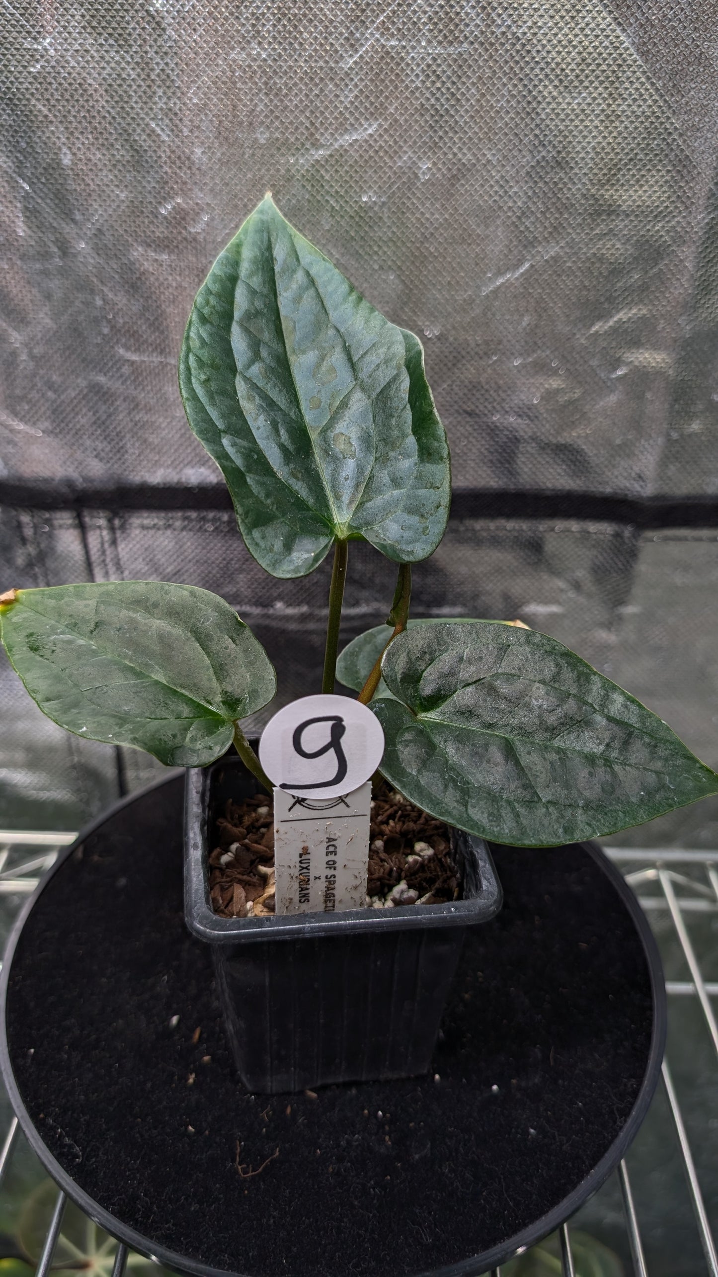 Anthurium 'Ace of Spagetii' x Luxurians
