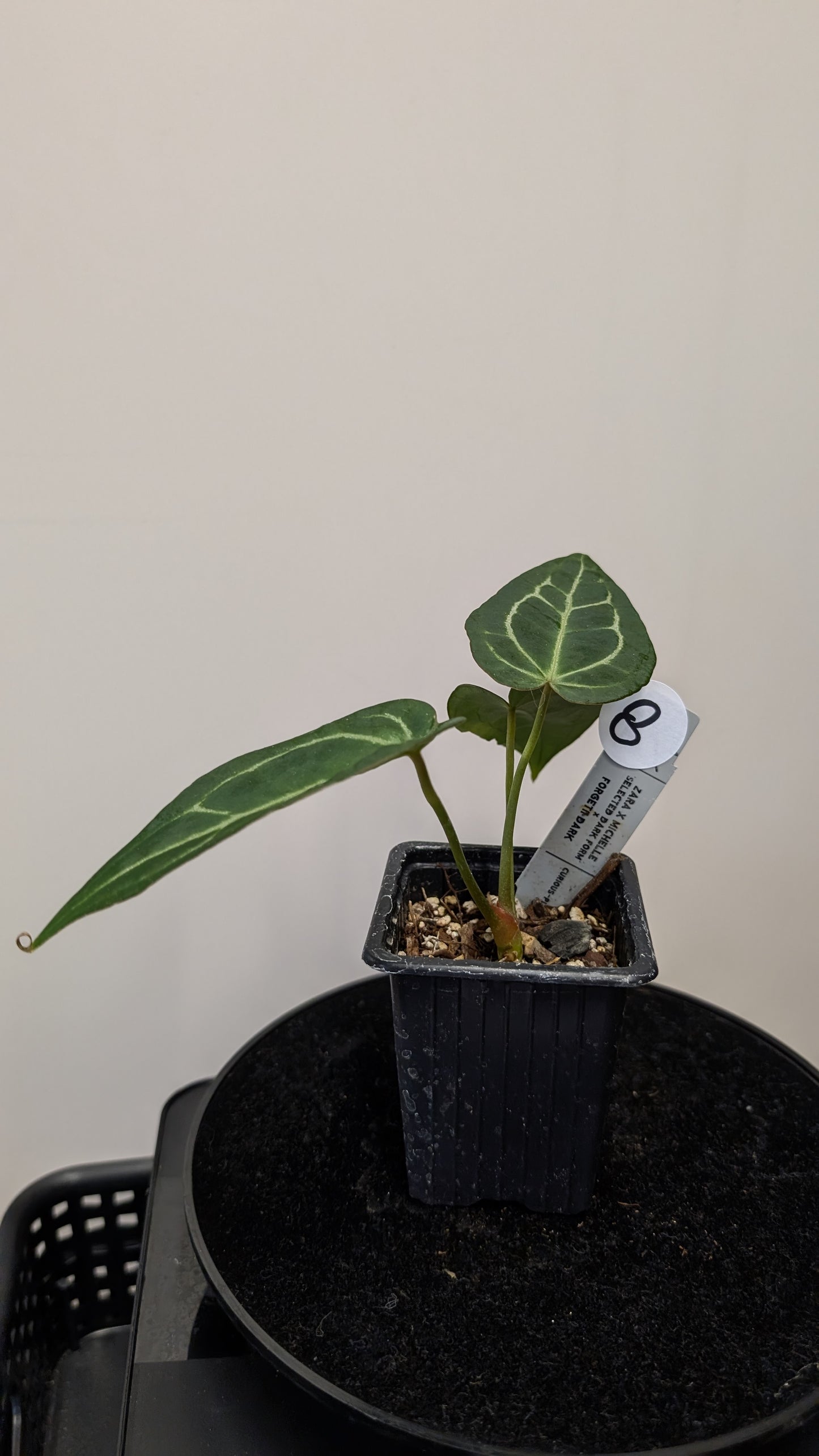 Anthurium Doc Block Zara x Michelle 'selected dark form' x Forgetii Dark