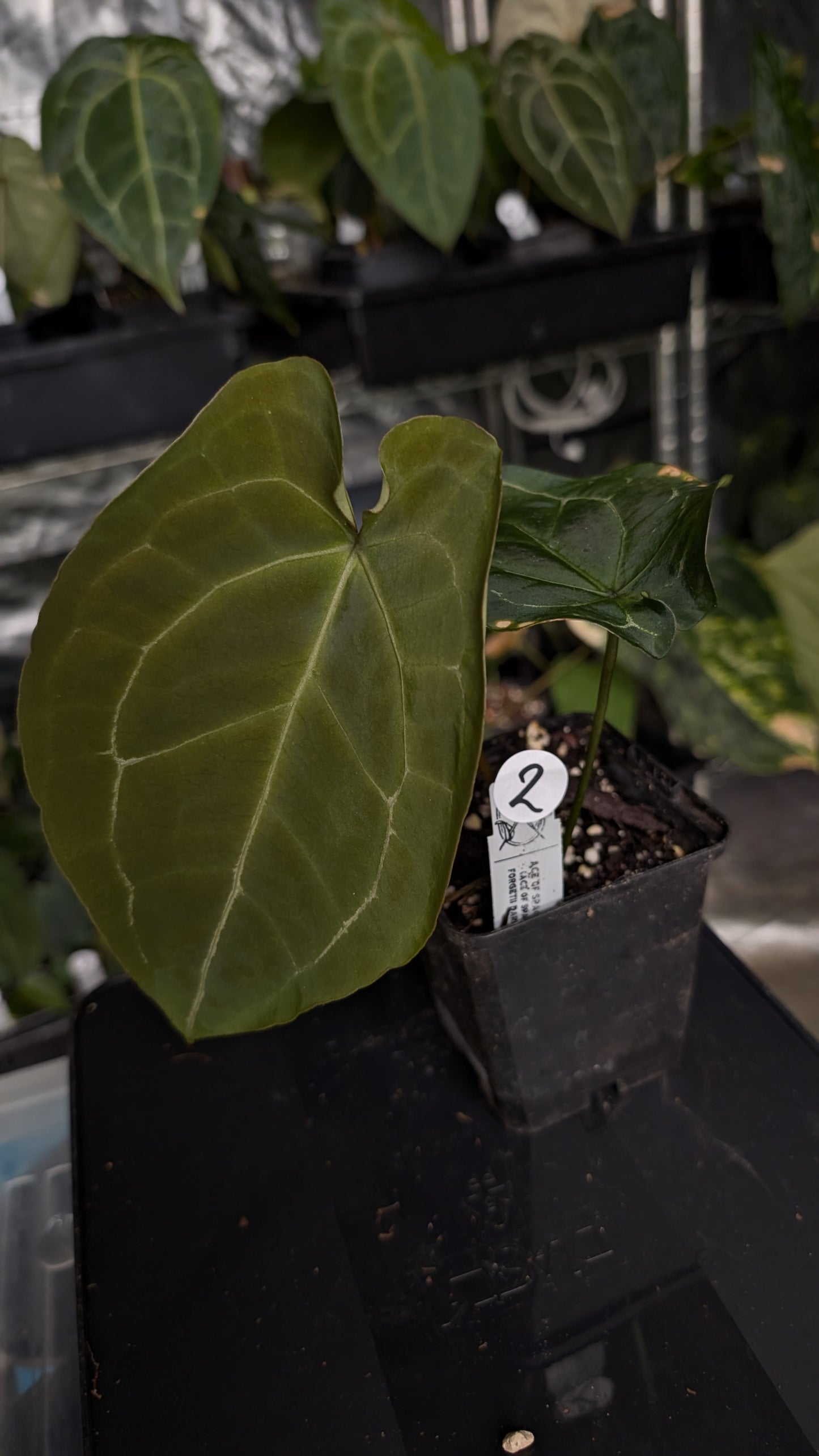 Anthurium Ace of Spagetii F2