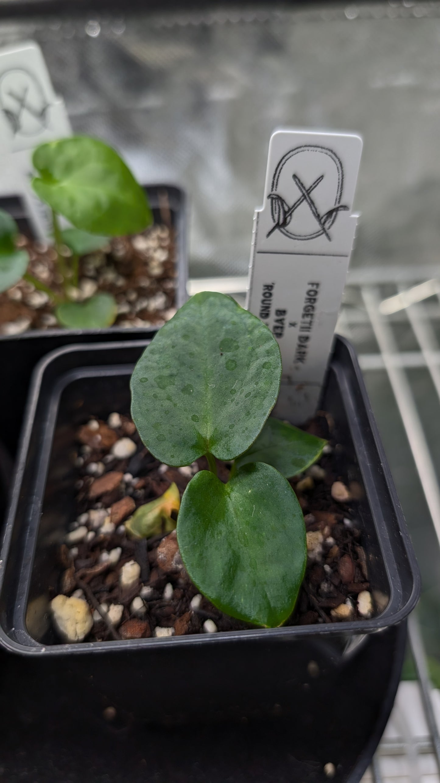 Anthurium Forgetii dark form x BVEP 'Round x Felix'