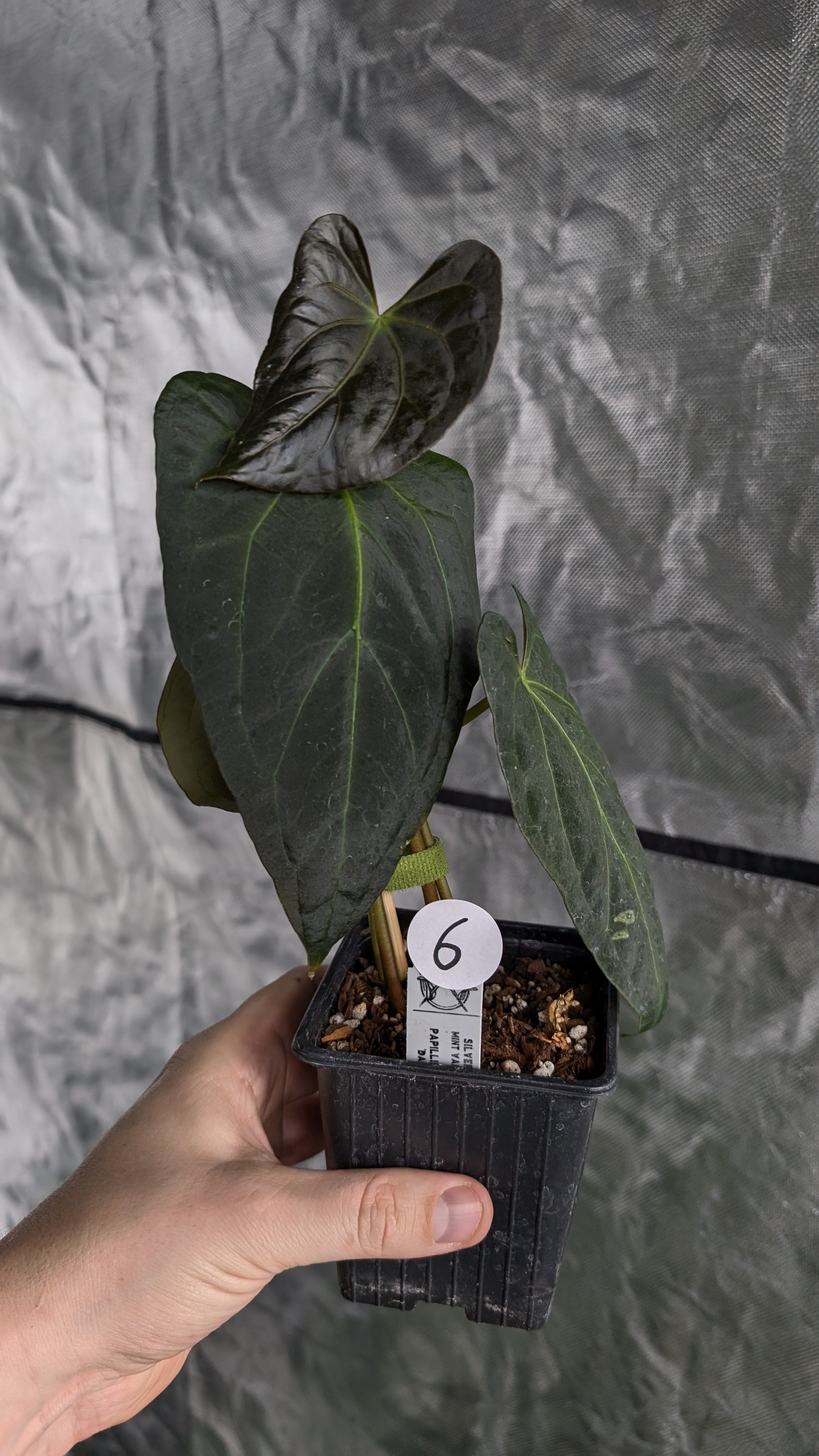Anthurium Silver Blush Mint x Papillilaminum 'Daniel' – Curious Plants