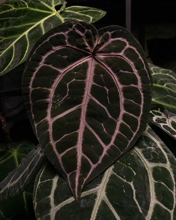 Anthurium Doc Block F1 x Mr Worldwide