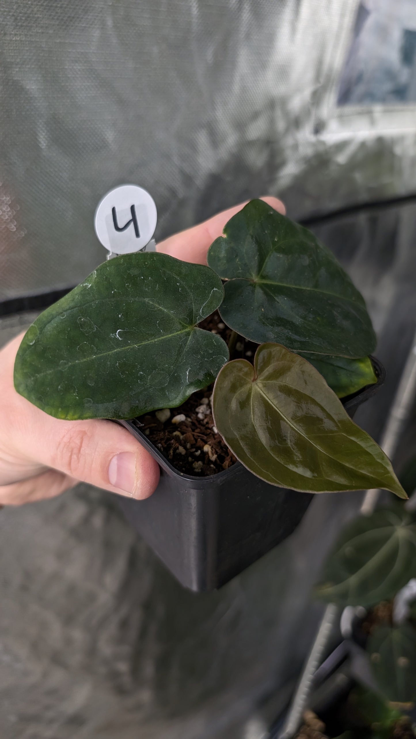 Anthurium [Besseae aff. x Forgetii dark] x BVEP Round x Felix