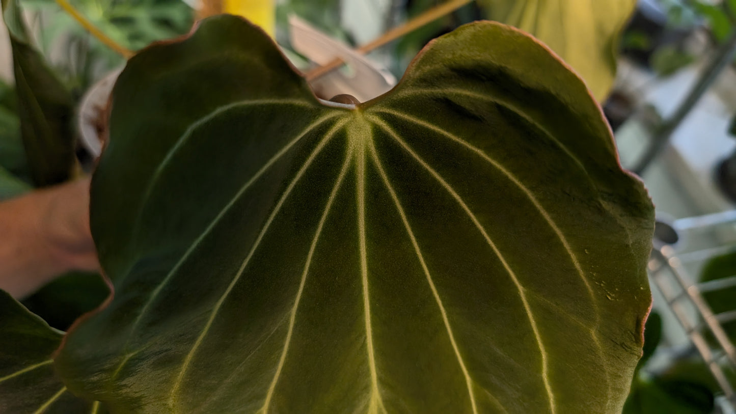 Anthurium Black Widow 13 x 43 clone